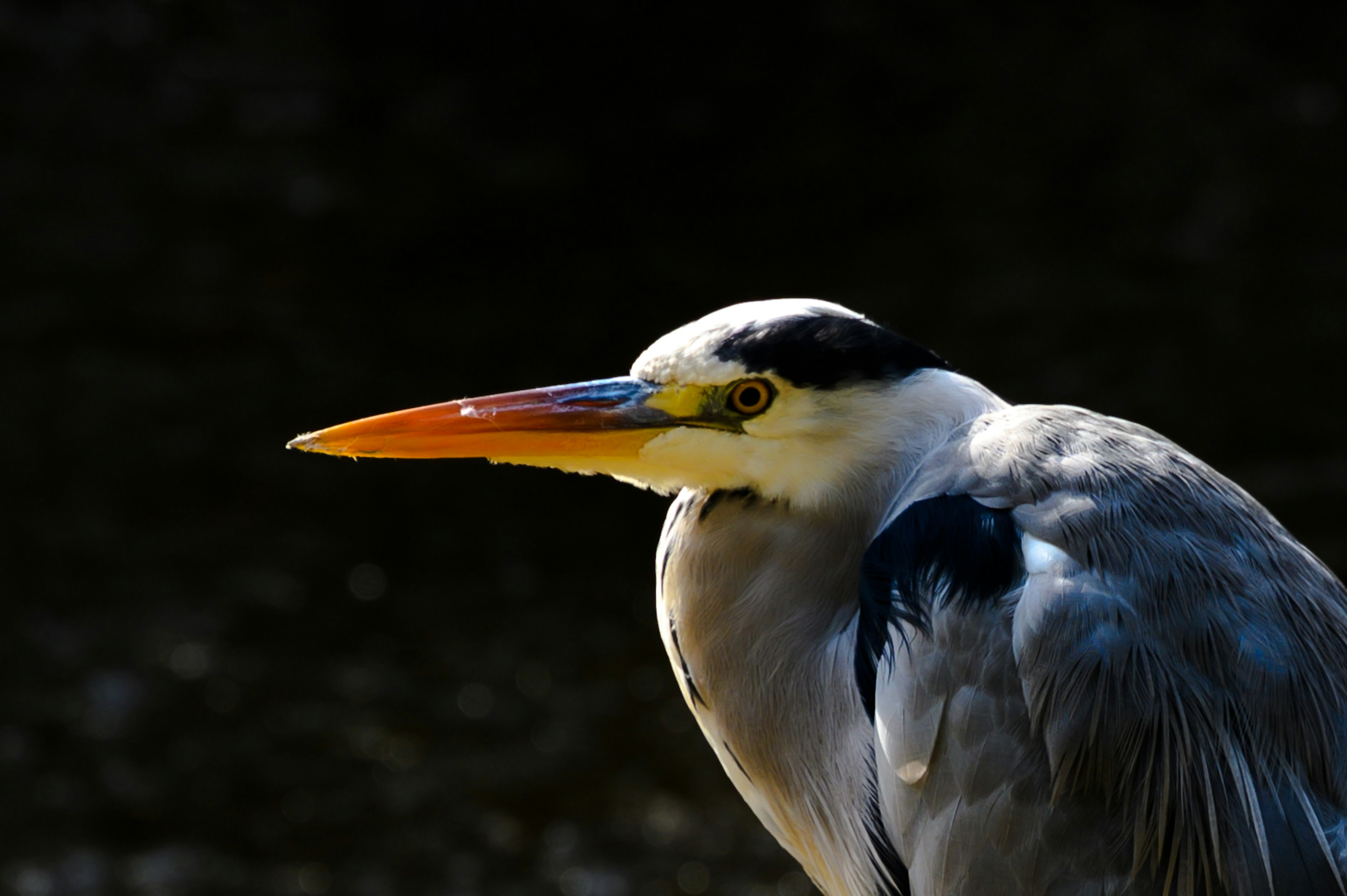 Gros plan d'un héron avec des plumes bleues un bec orange et un œil jaune