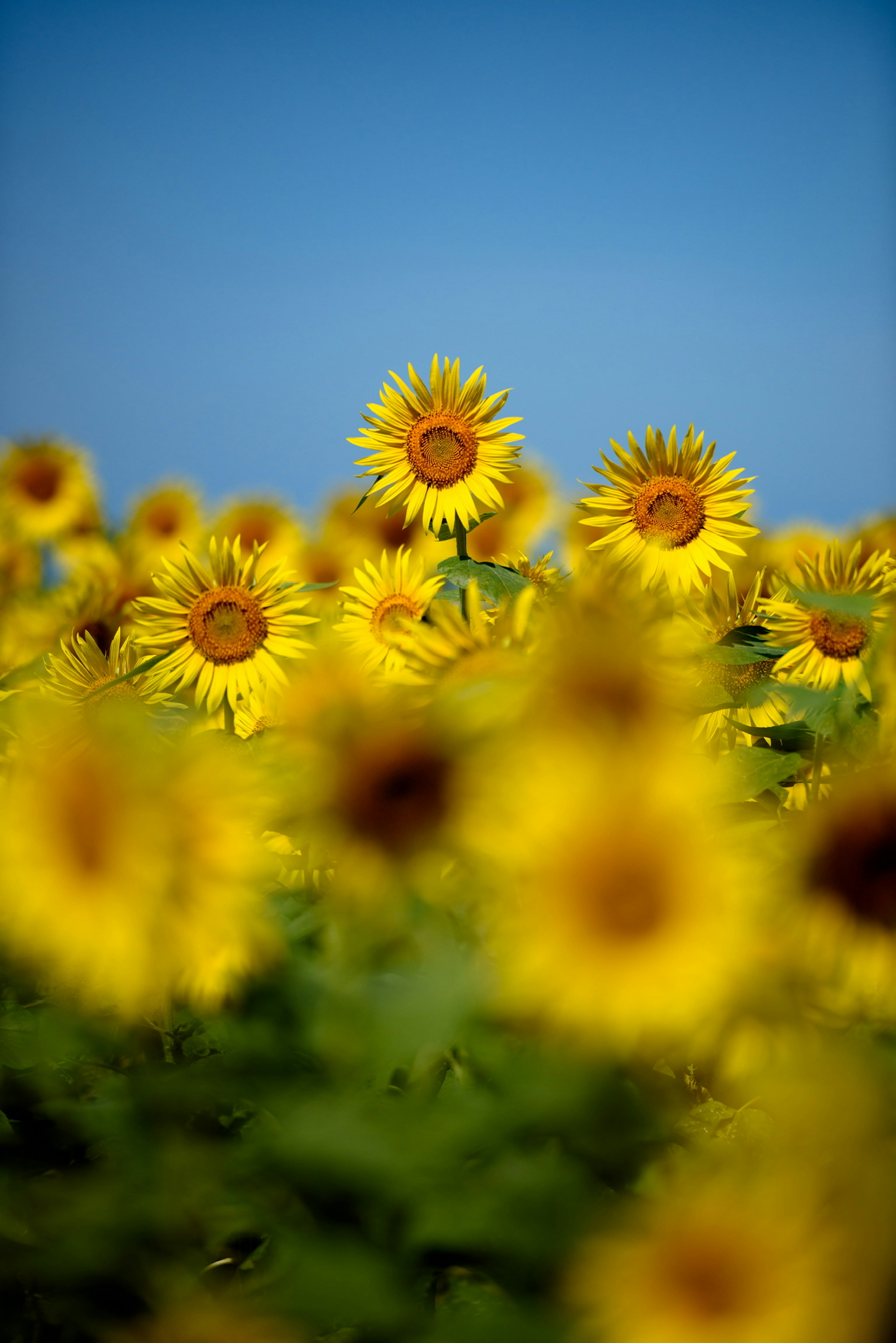 Un campo di girasoli in fiore sotto un cielo blu con uno sfondo sfocato