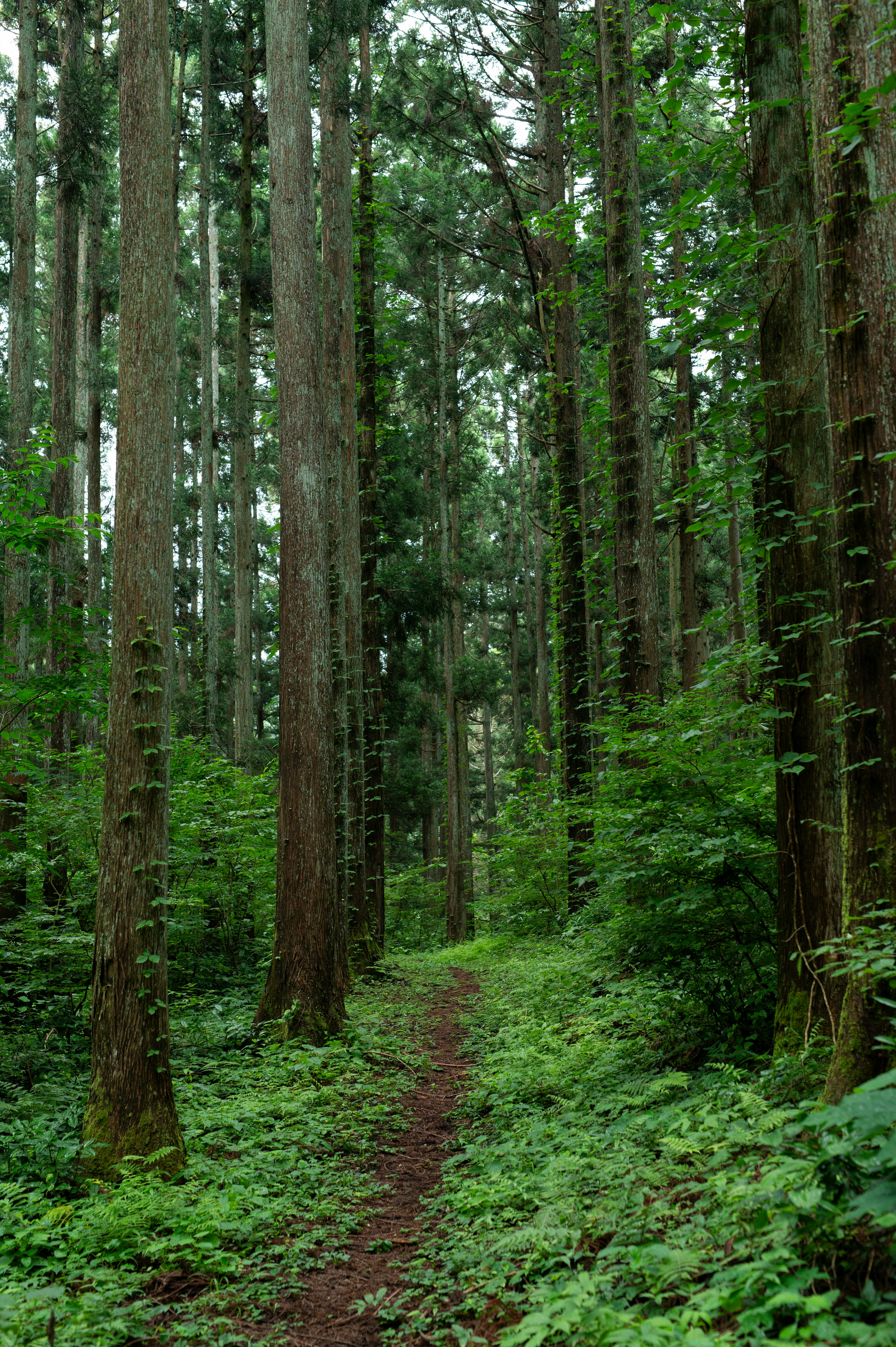 Pathway through a lush green forest with tall trees