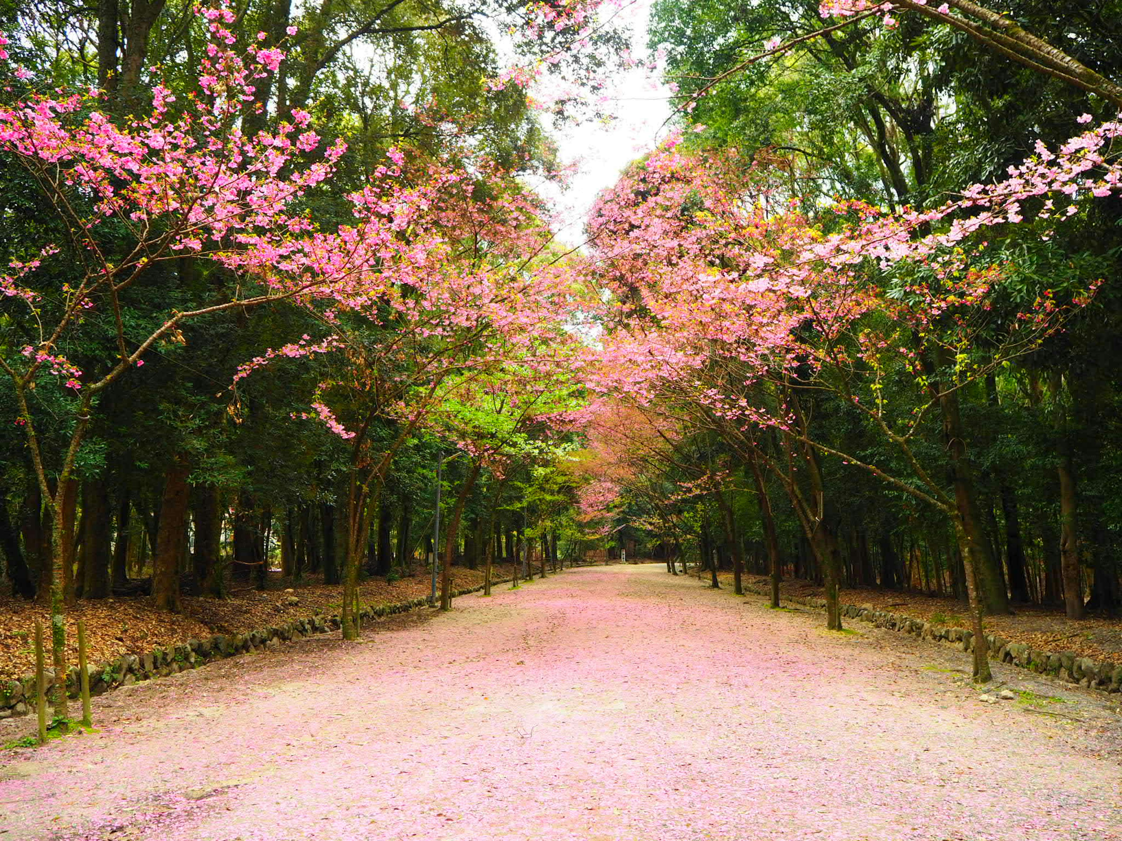 Camino flanqueado por árboles de cerezo en flor