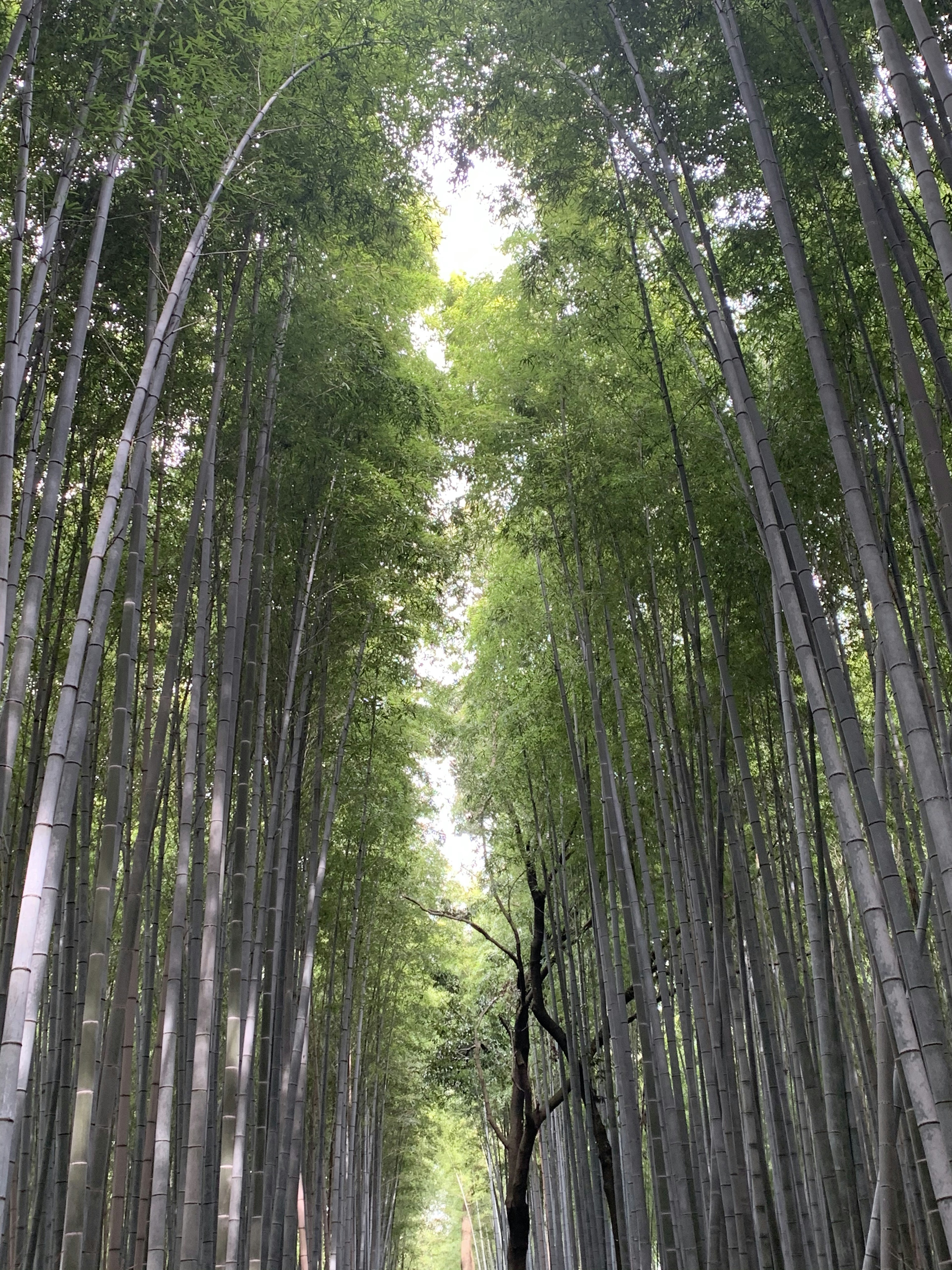 Una vista hacia arriba a través de un frondoso bosque de bambú