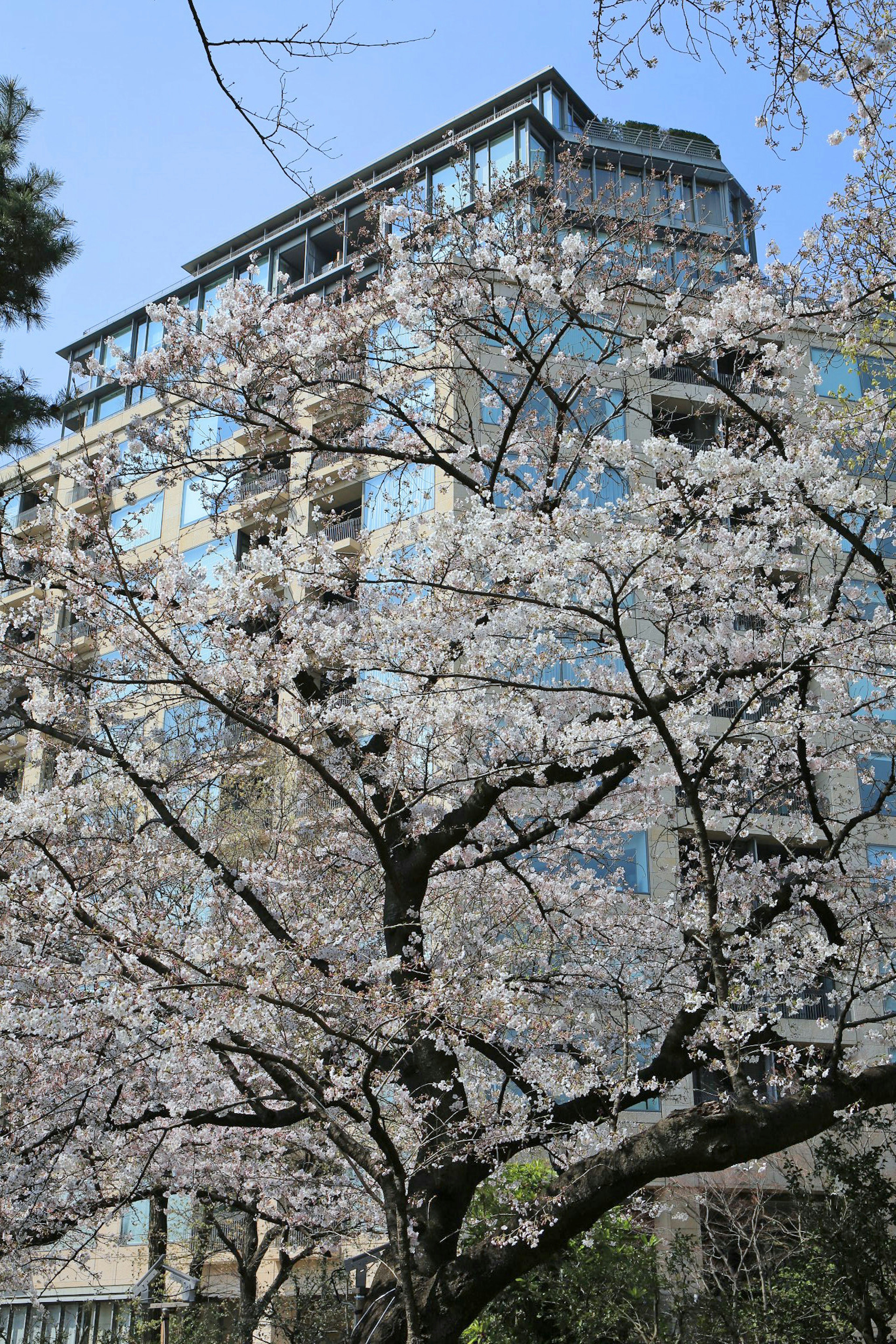 櫻花樹與現代建築在背景