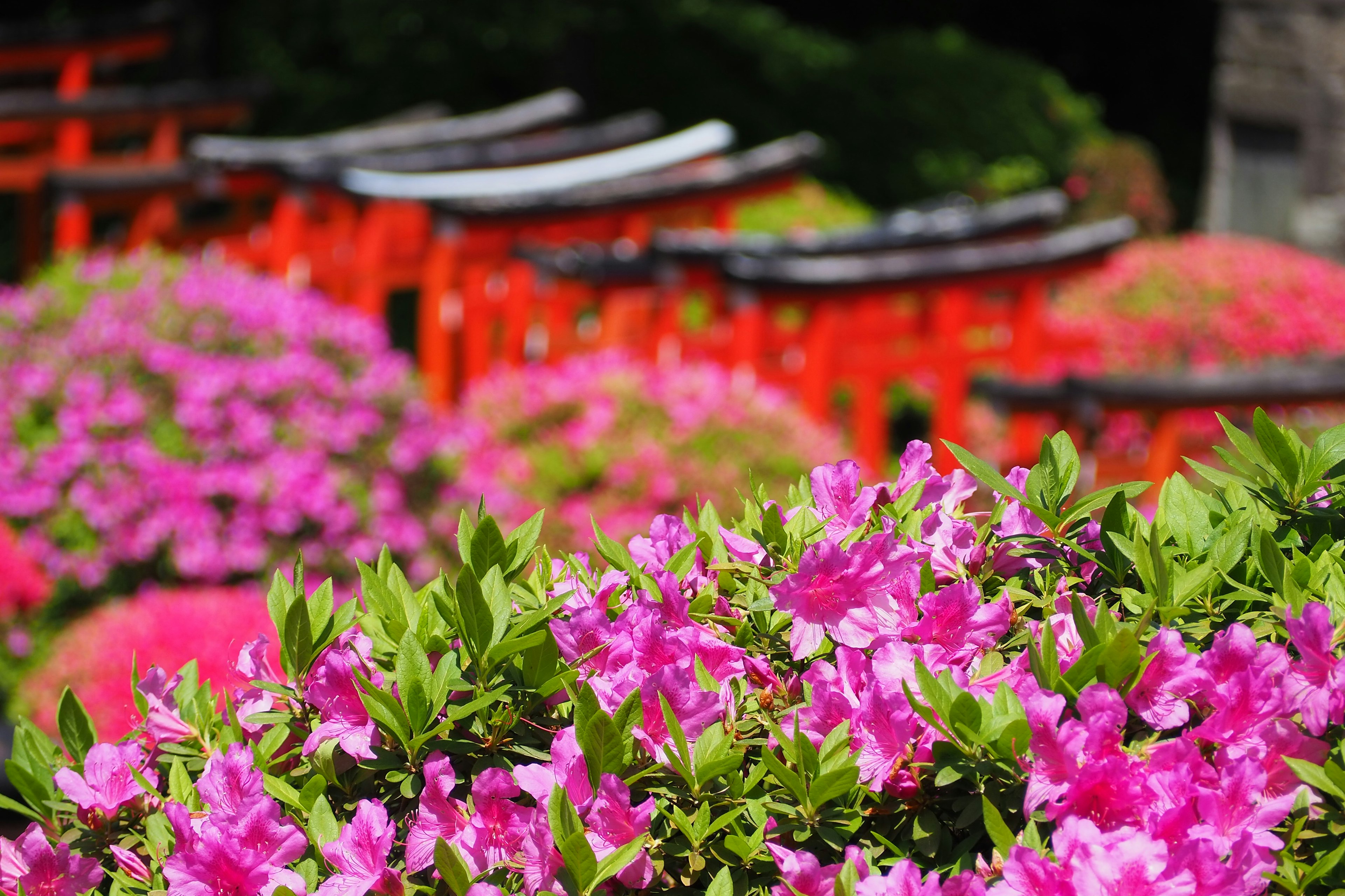 Vibrant pink flowers in a garden with red torii gates in the background