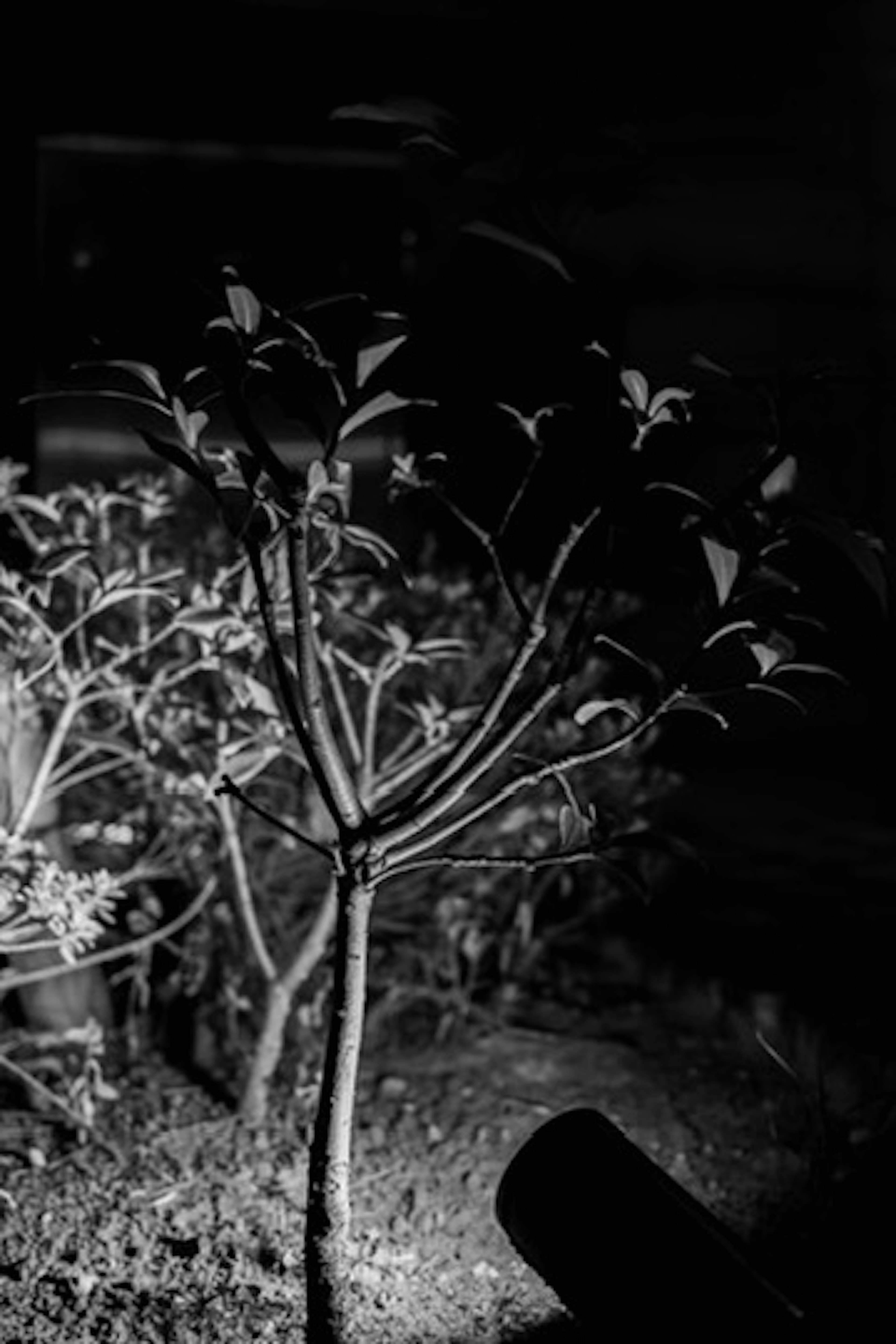 Silhouette eines kleinen Baumes, beleuchtet von Licht vor dunklem Hintergrund