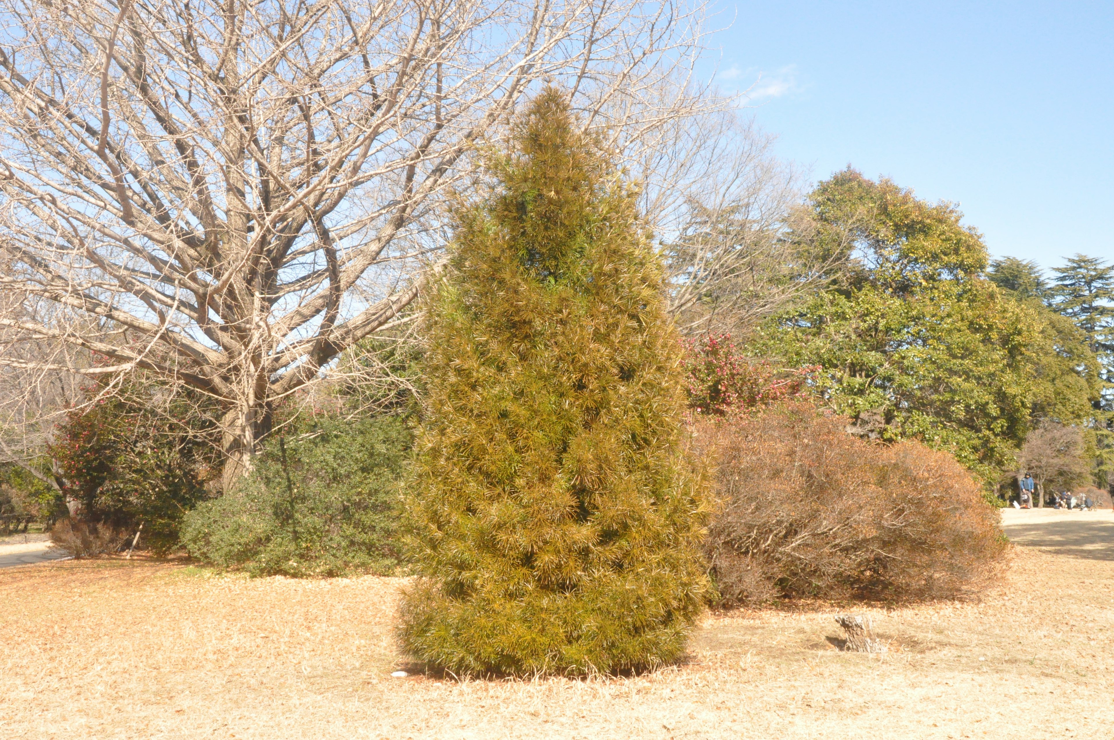 Park scene featuring a green conifer tree and a bare tree