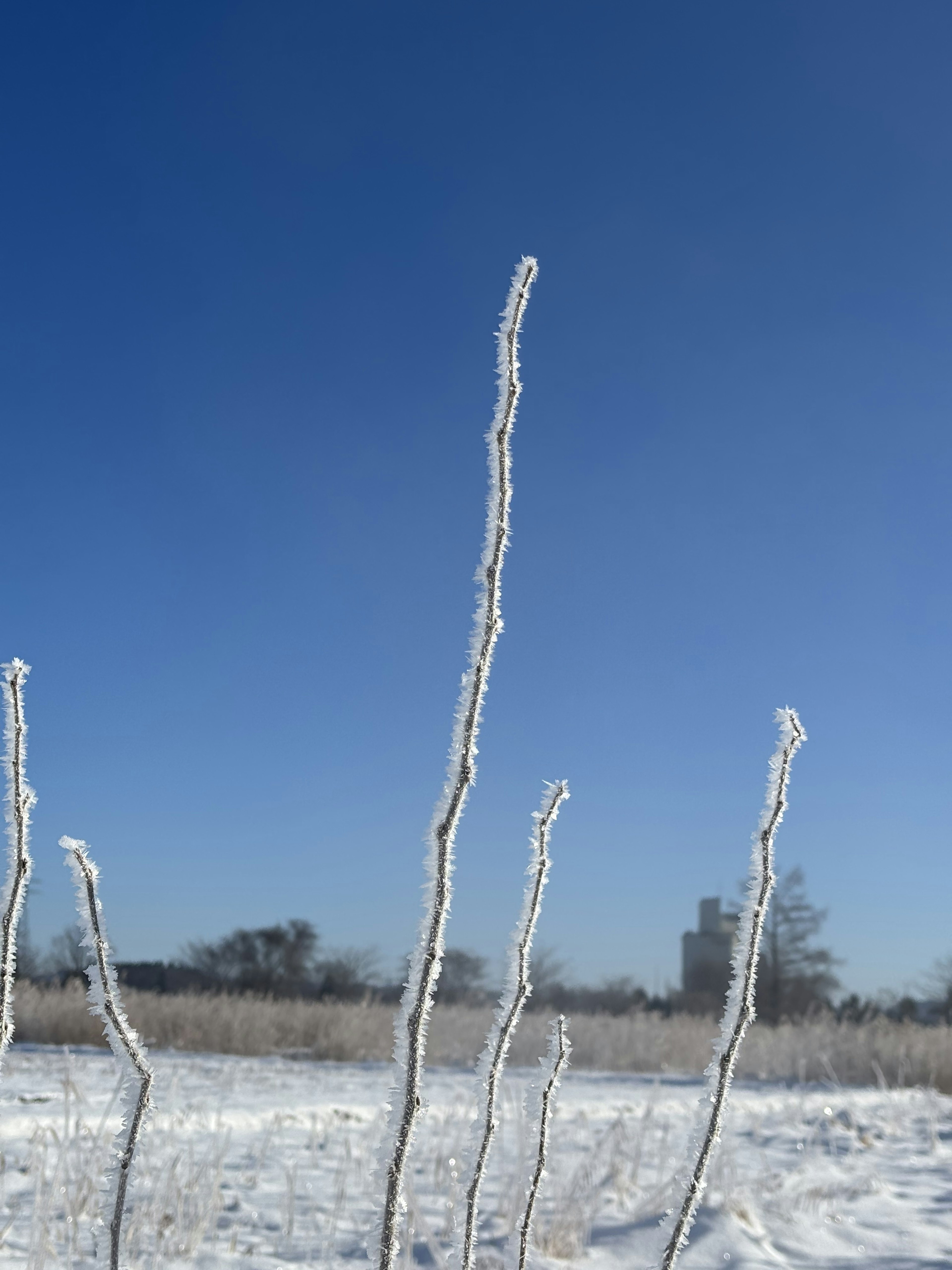 雪地中冰凍的莖與晴朗的藍天相襯