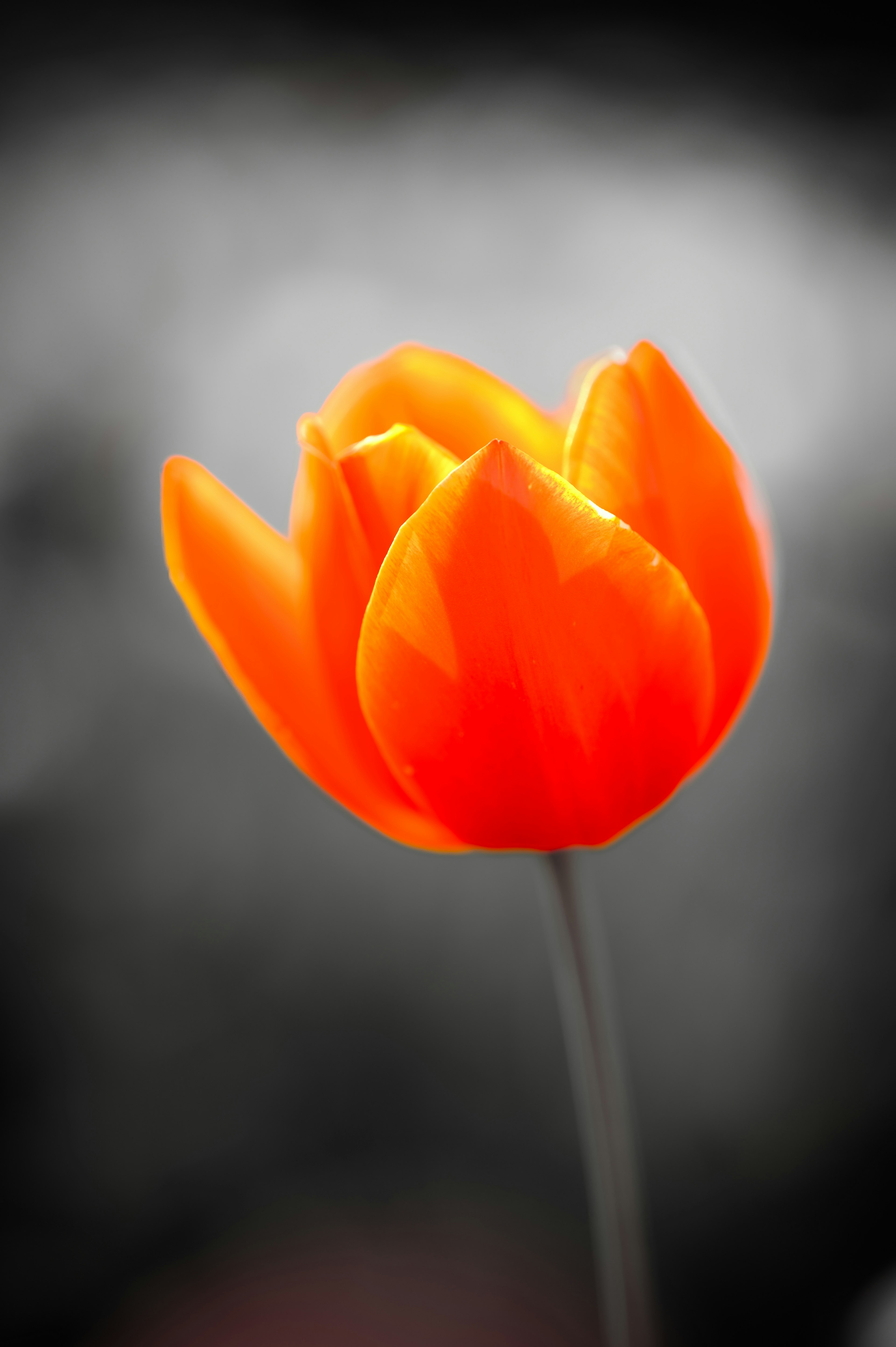 Tulipe orange vibrante se détache sur un fond flou