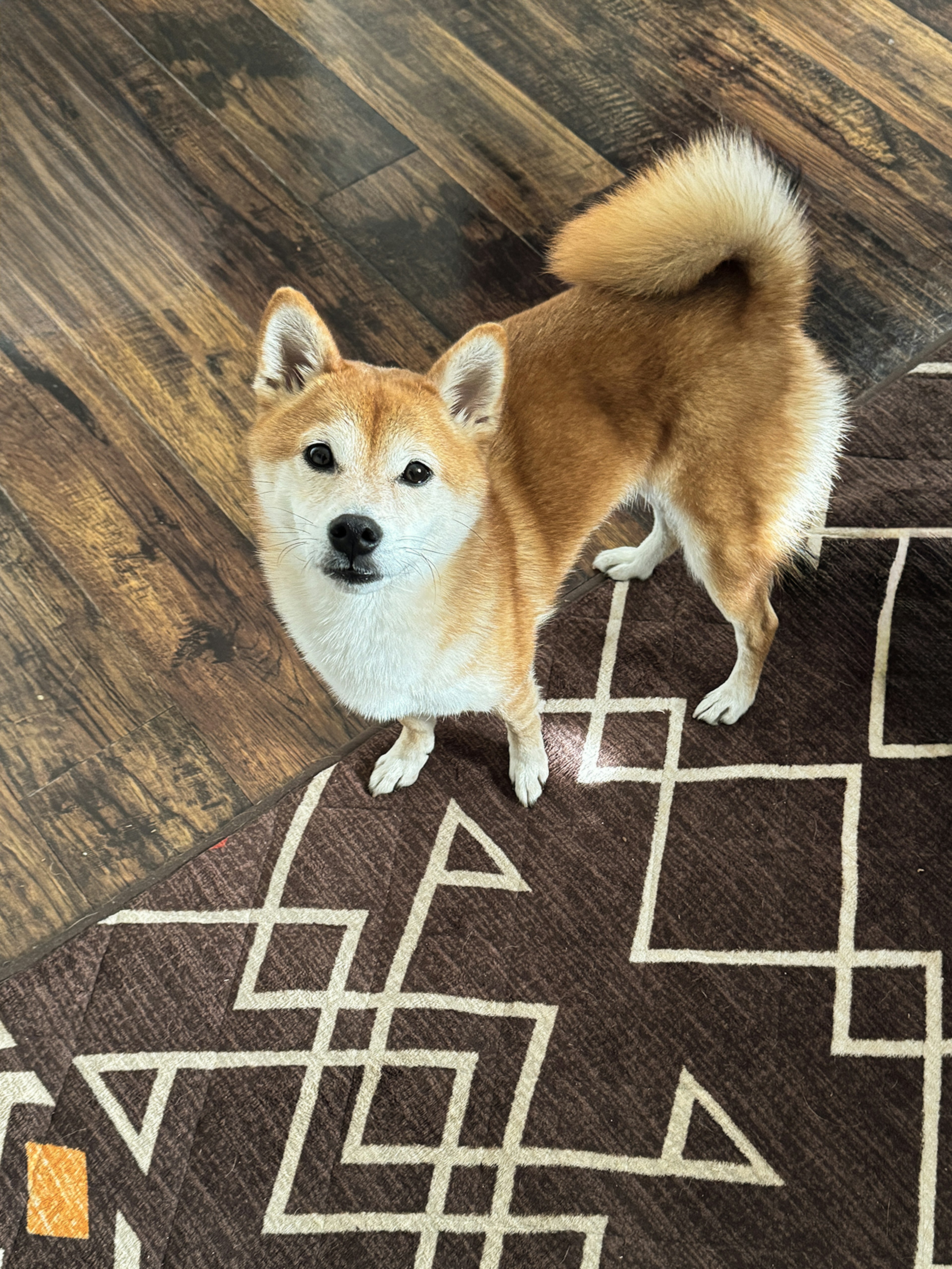 Brown Shiba Inu standing on a brown patterned rug