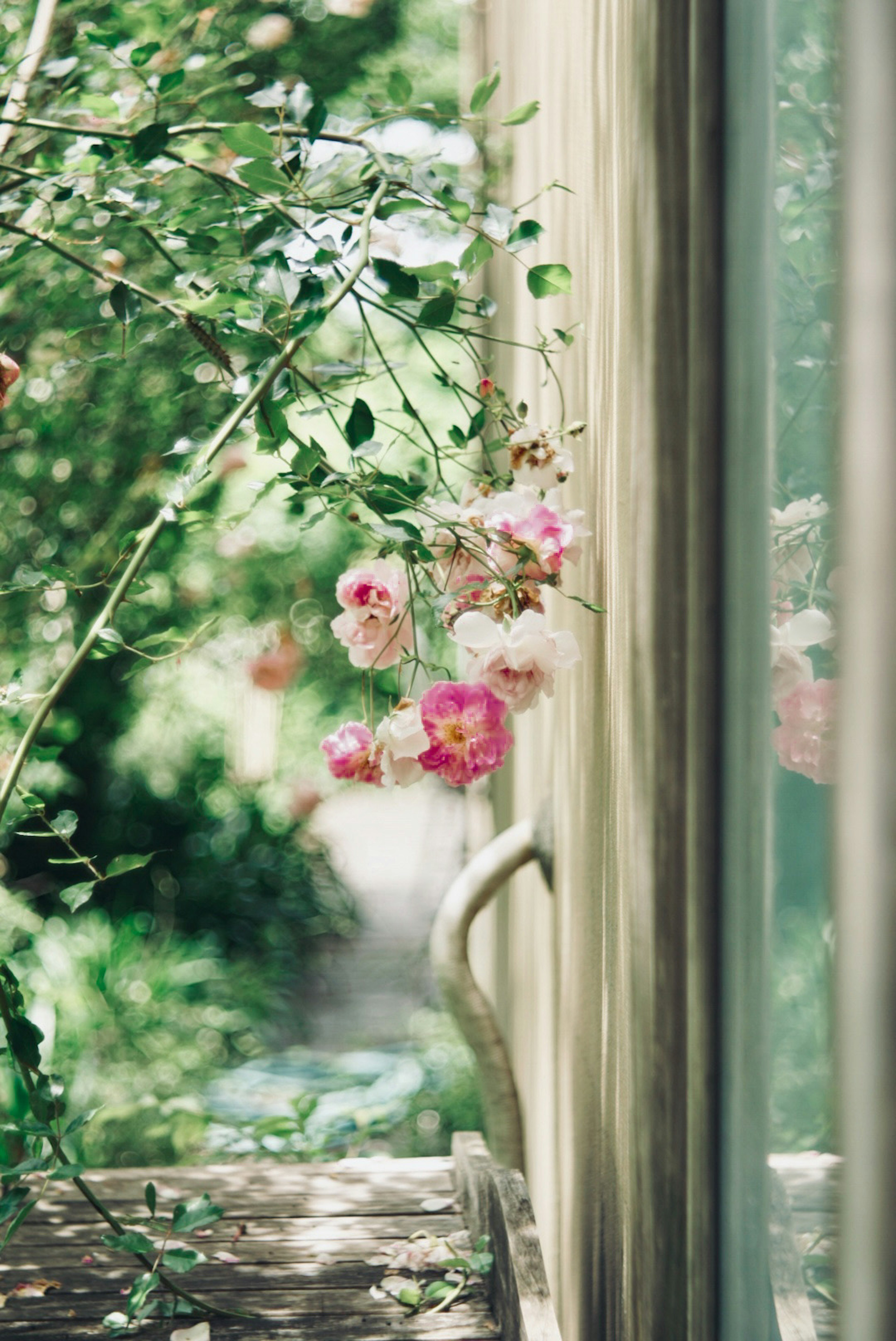 Flores rosas y hojas verdes visibles fuera de una ventana