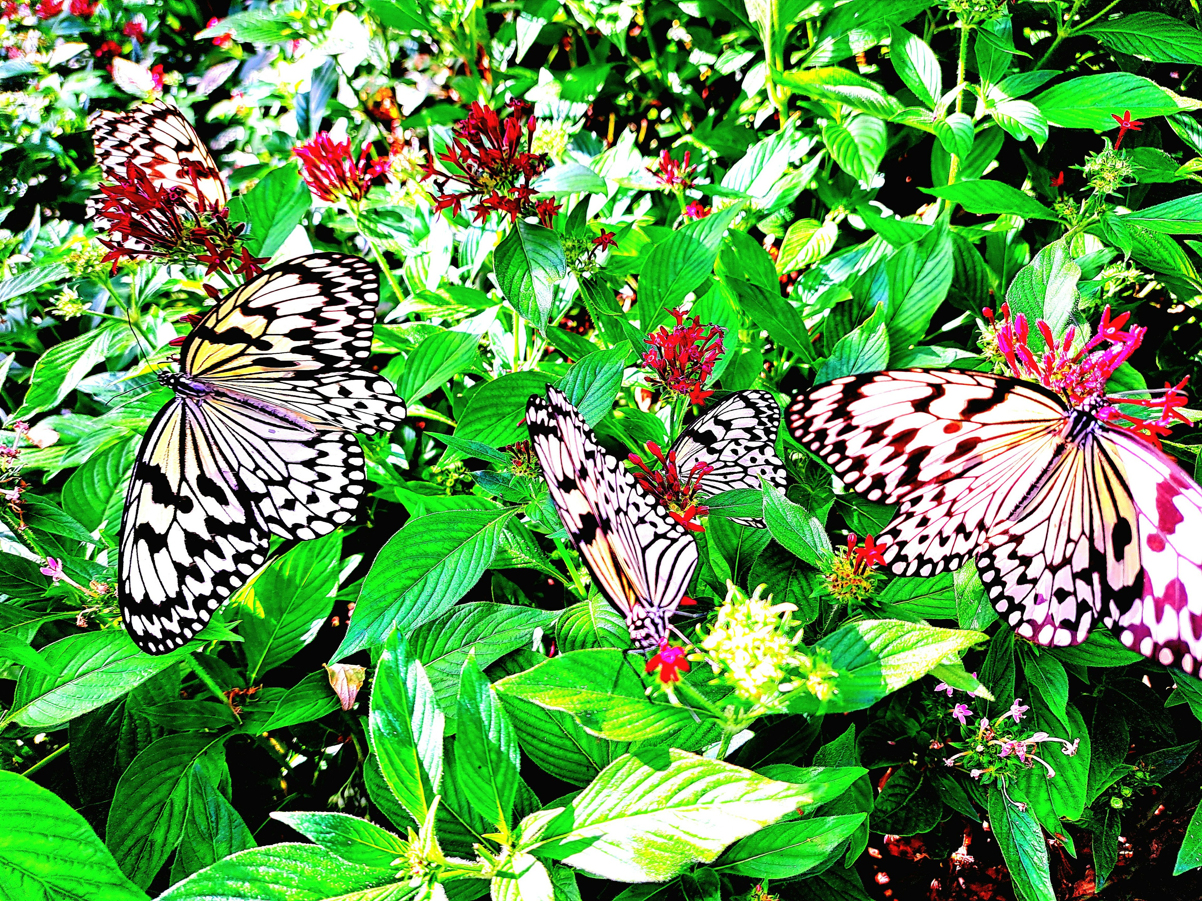 Des papillons colorés voletant parmi des feuilles vertes et des fleurs