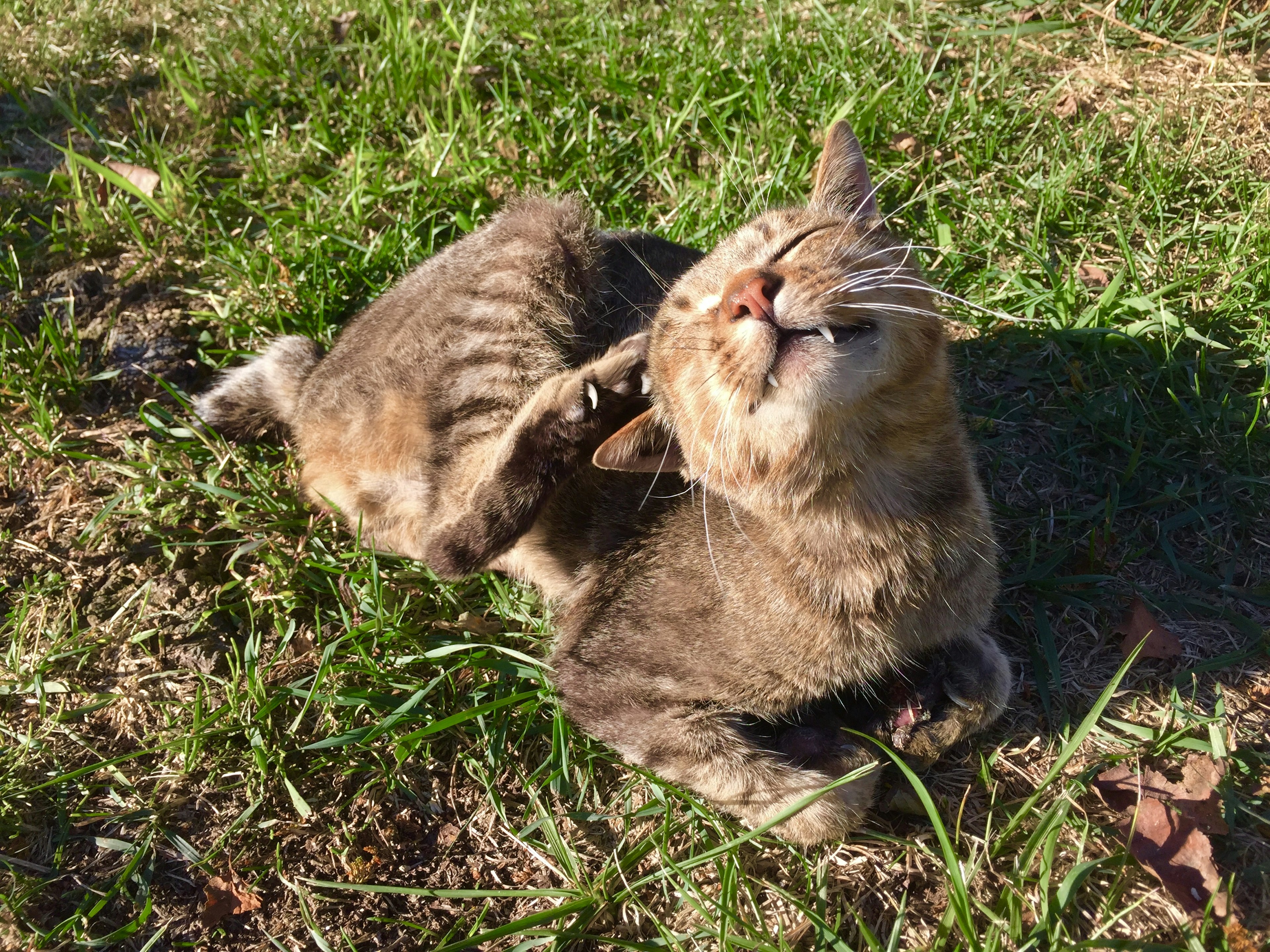 Un gato relajado rascándose sobre la hierba