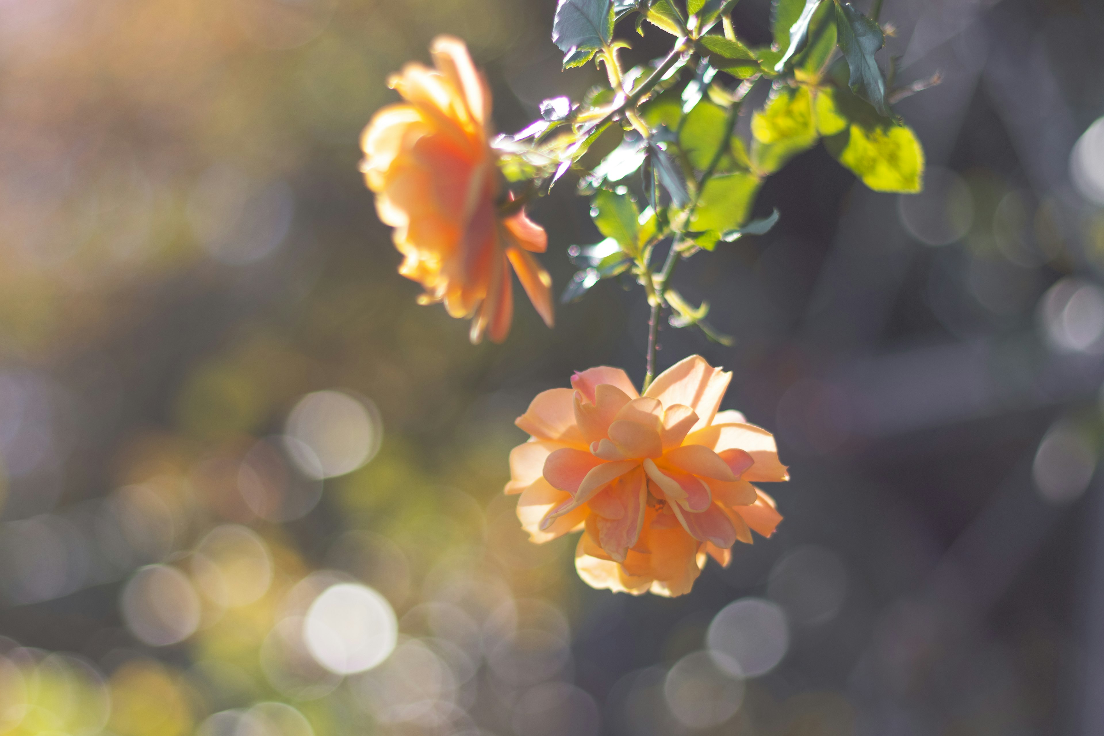 Two orange flowers hanging from green leaves with a soft blurred background