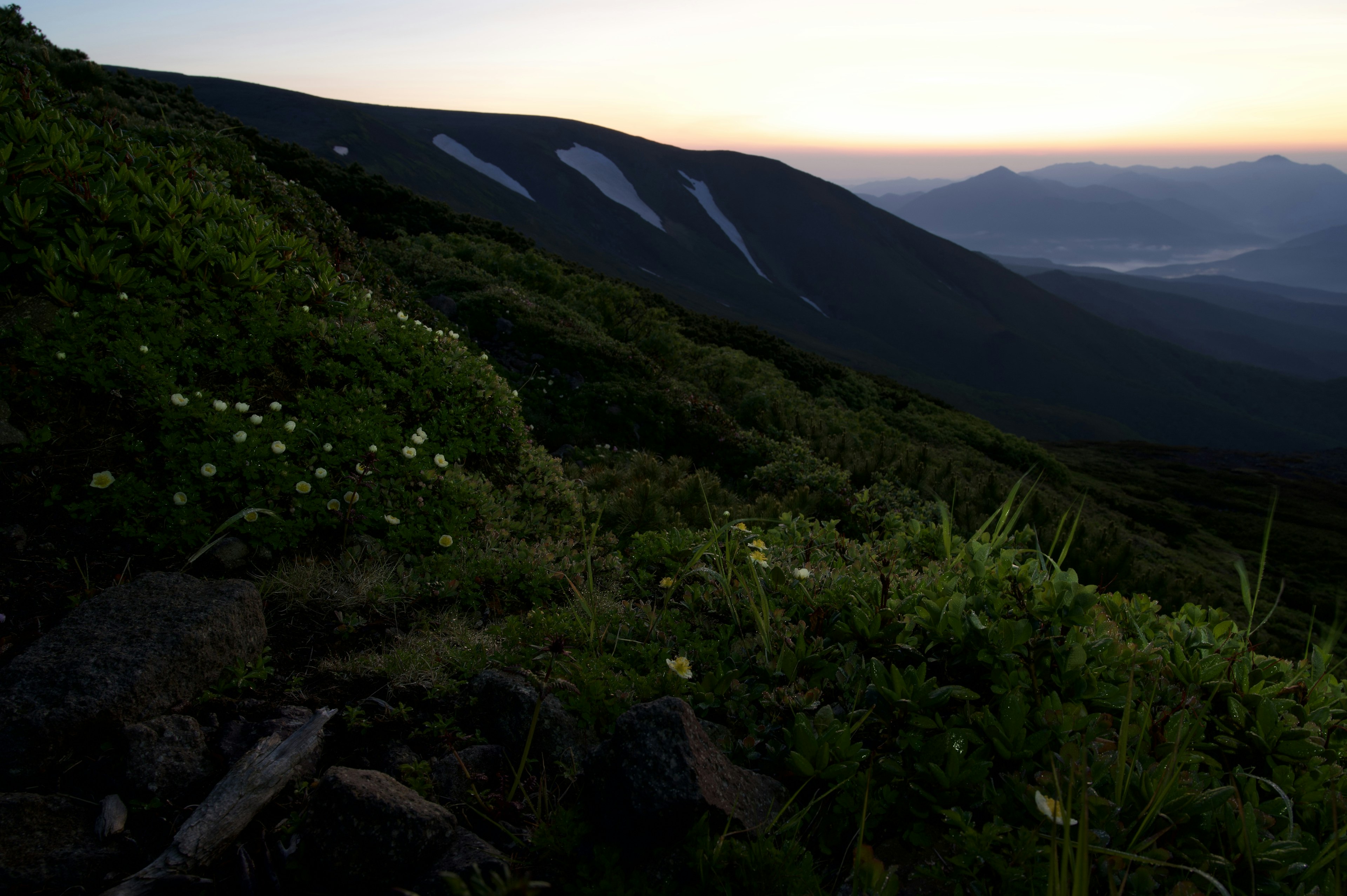 Paysage montagneux au crépuscule avec feuillage vert et fleurs blanches