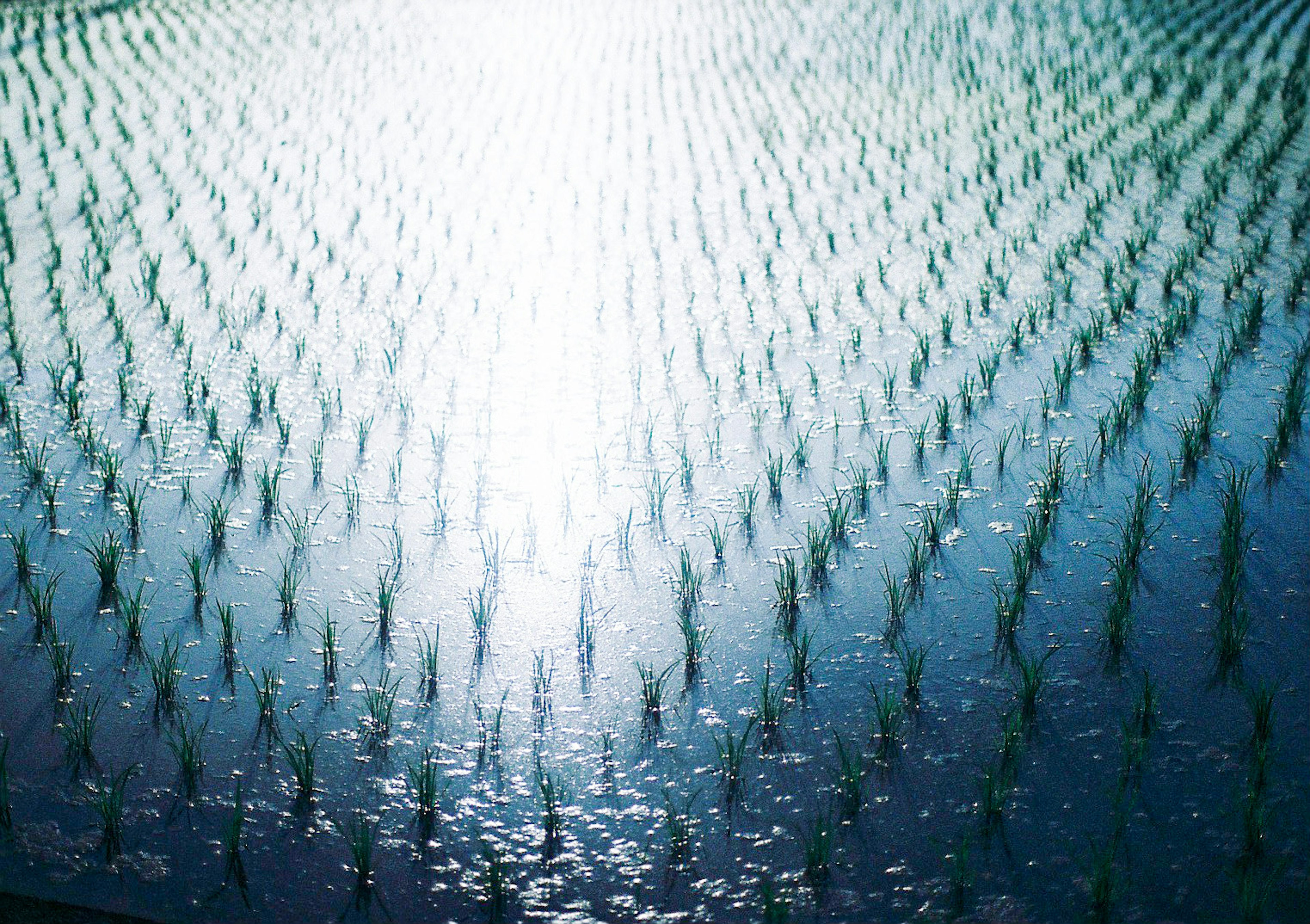 Reisfeld mit Lichtreflexionen auf dem Wasser