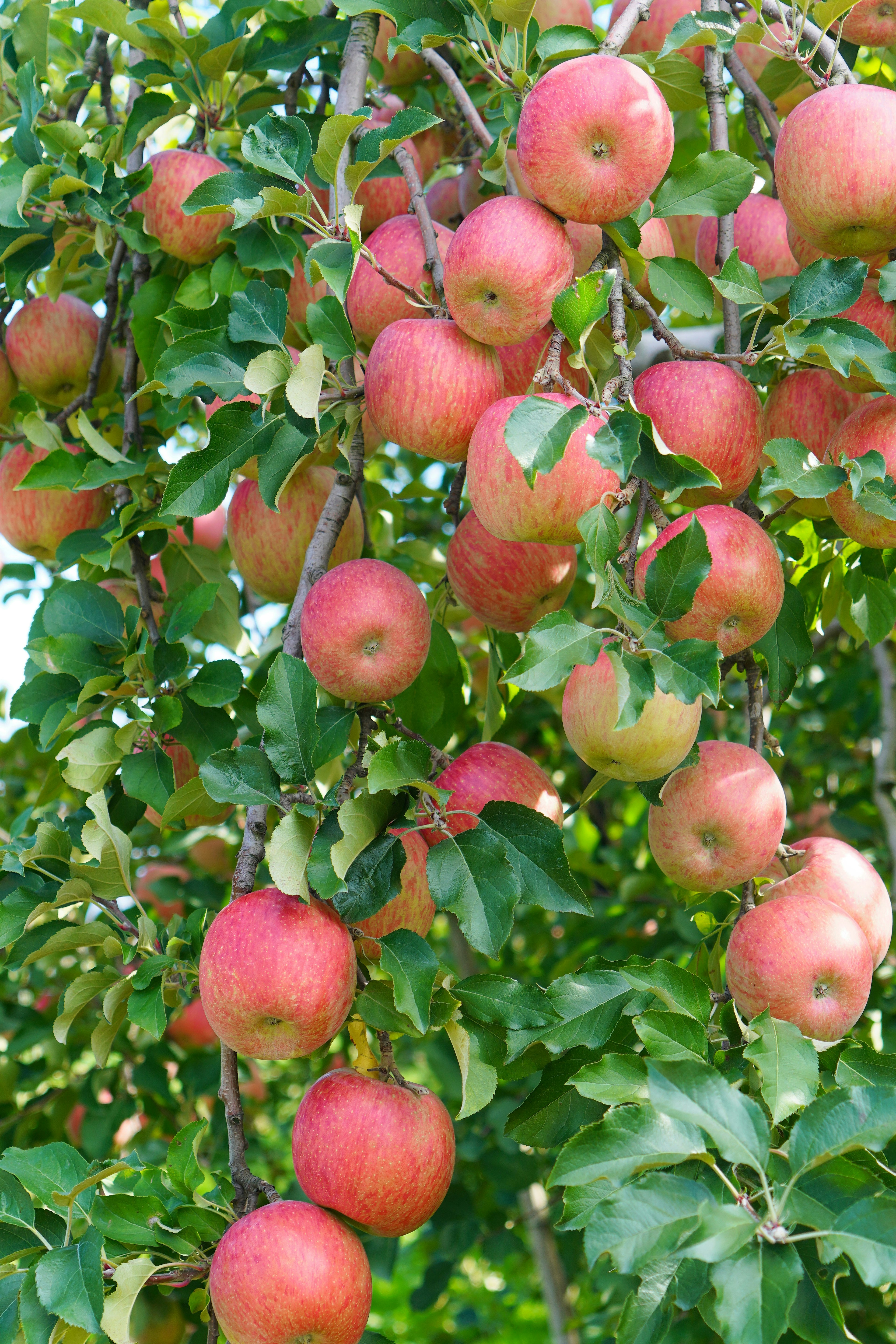 Branche d'un pommier chargée de pommes rouges