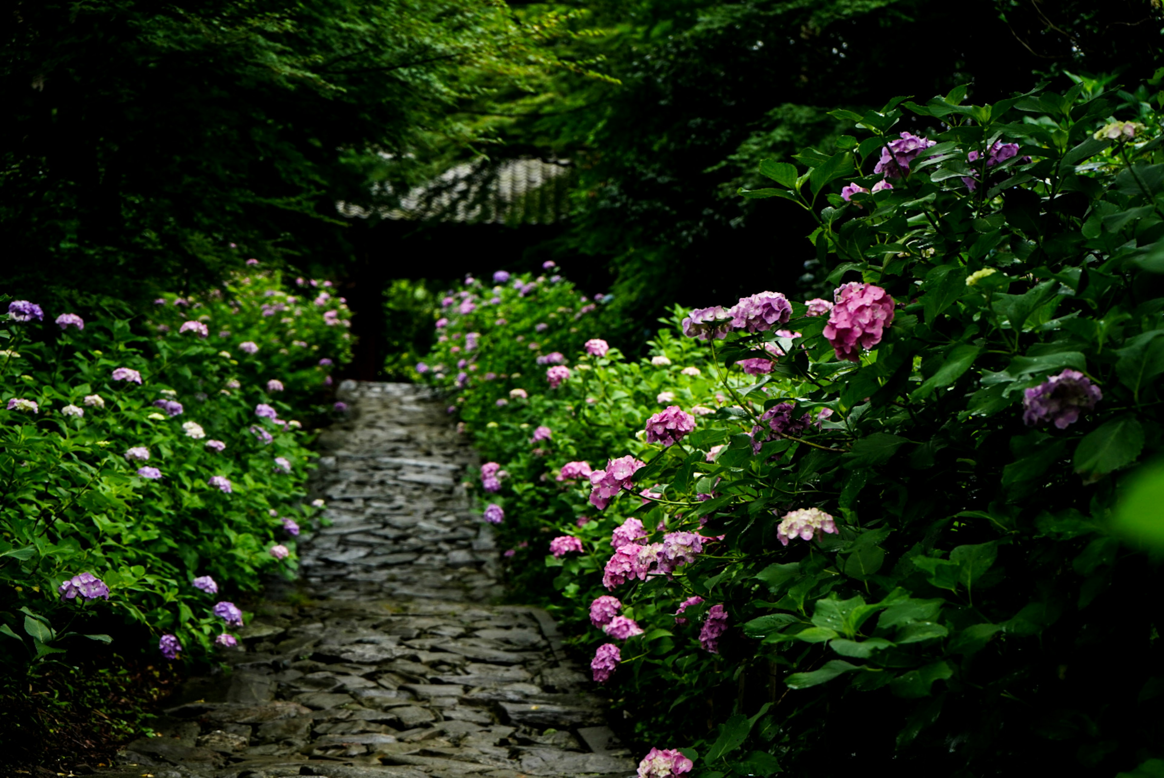 石畳の小道が紫陽花の花に囲まれた静かな庭の風景