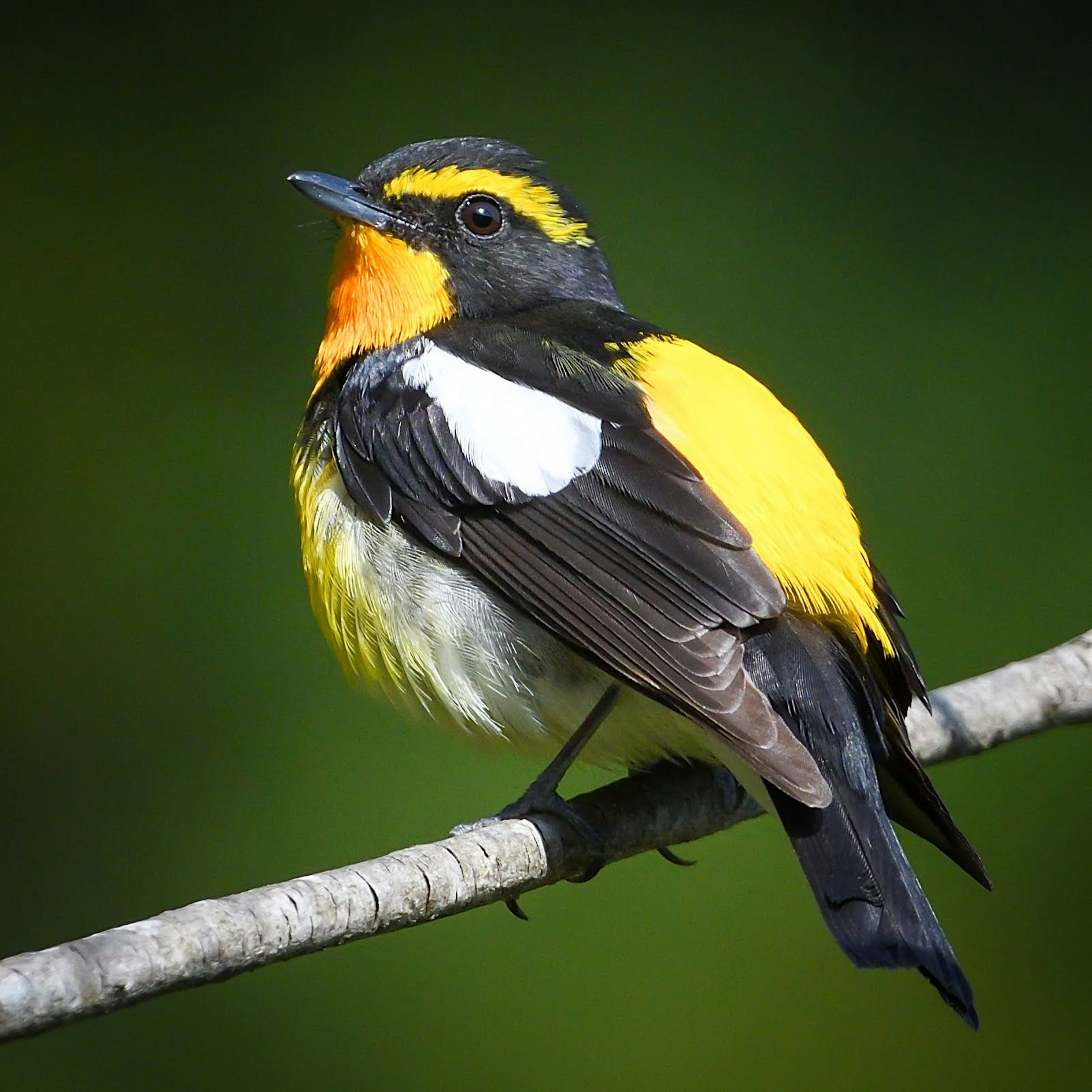 鮮やかな黄色と黒の羽を持つ鳥が枝に止まっている