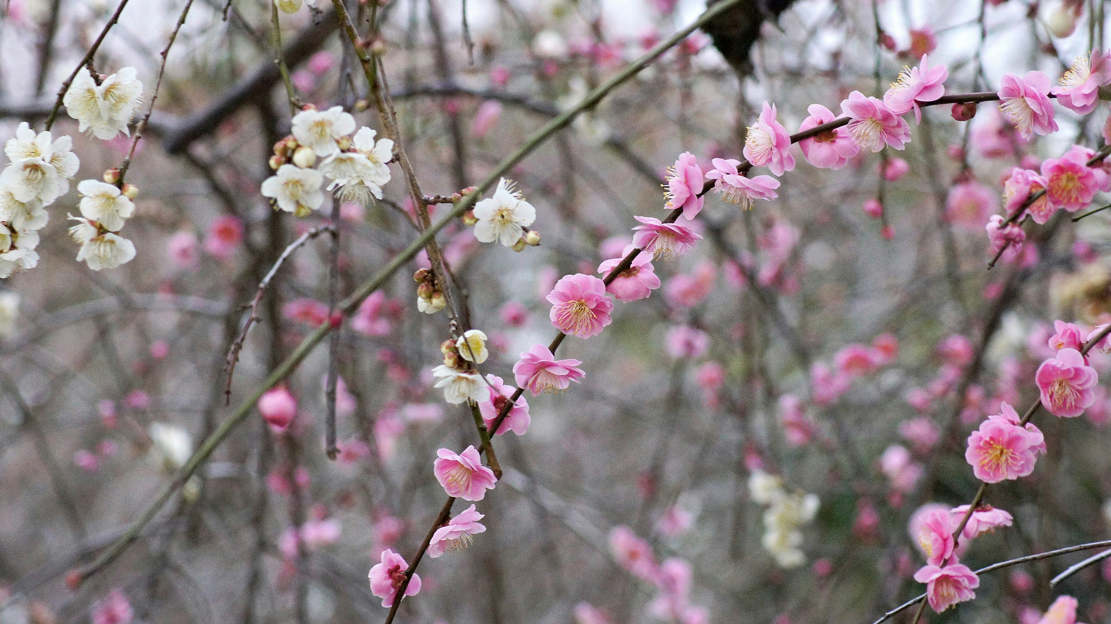 Primo piano di rami con fiori di prugno bianchi e rosa