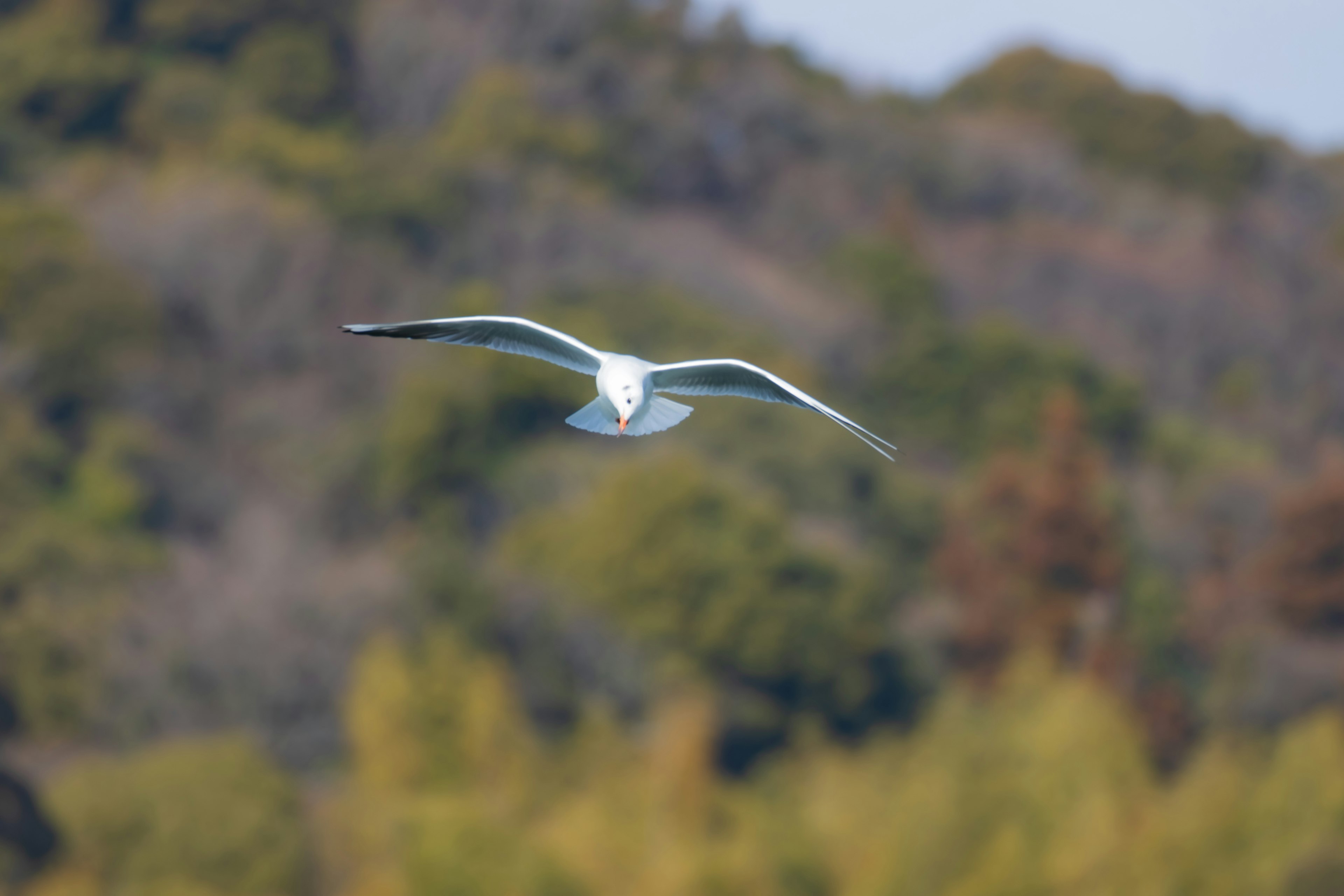 Gabbiano in volo con colline verdi e marroni sullo sfondo