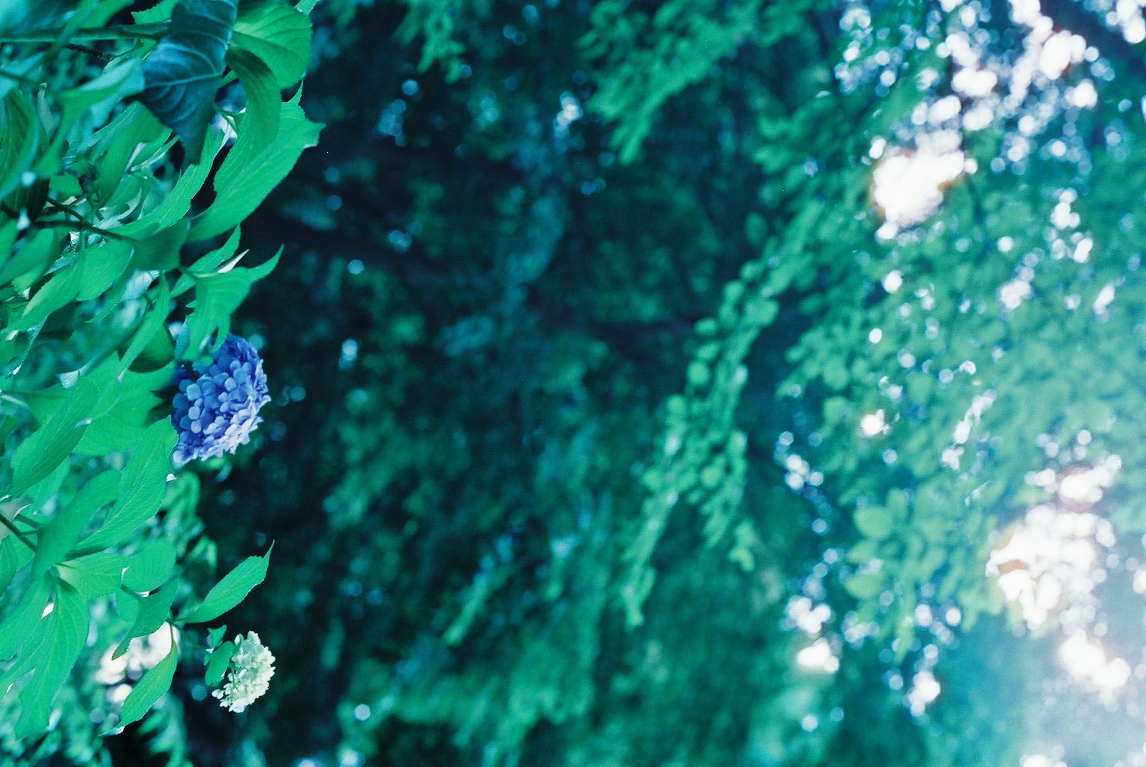 Escena natural con hojas verdes y flores azules