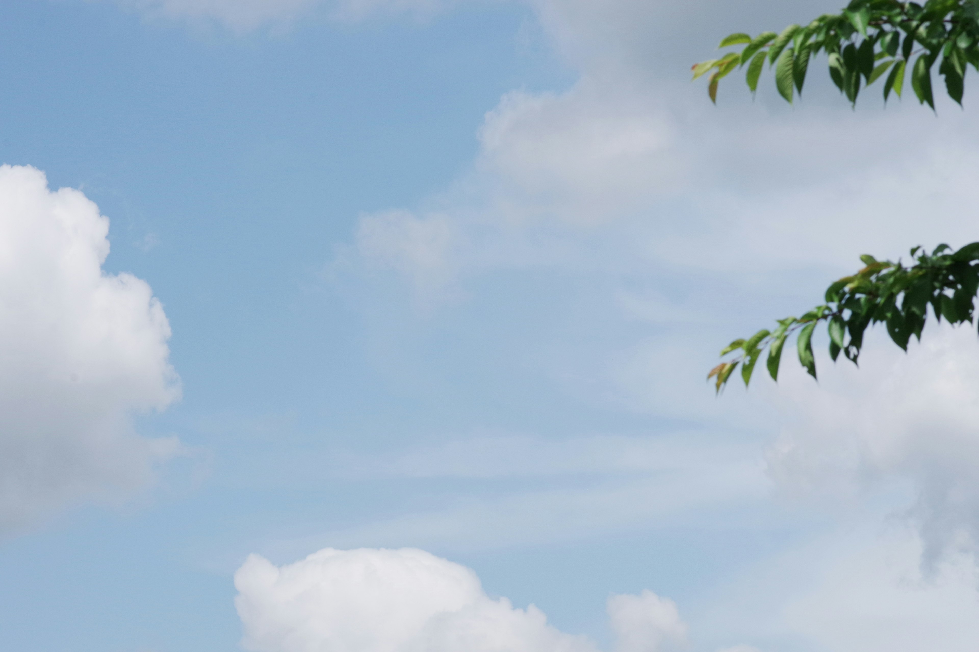 Langit biru dengan awan putih dan daun hijau