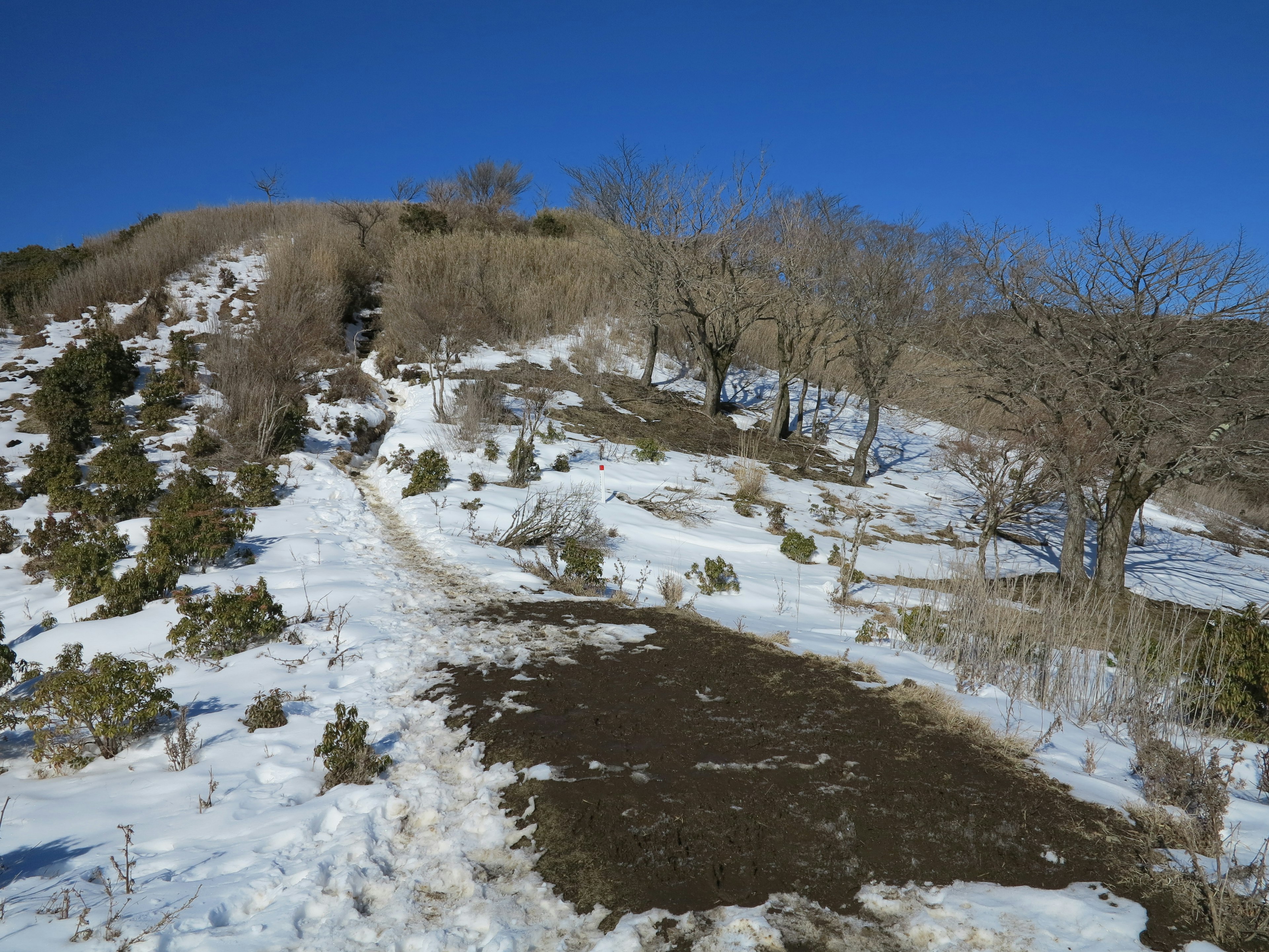 Sendero cubierto de nieve con árboles y cielo azul claro