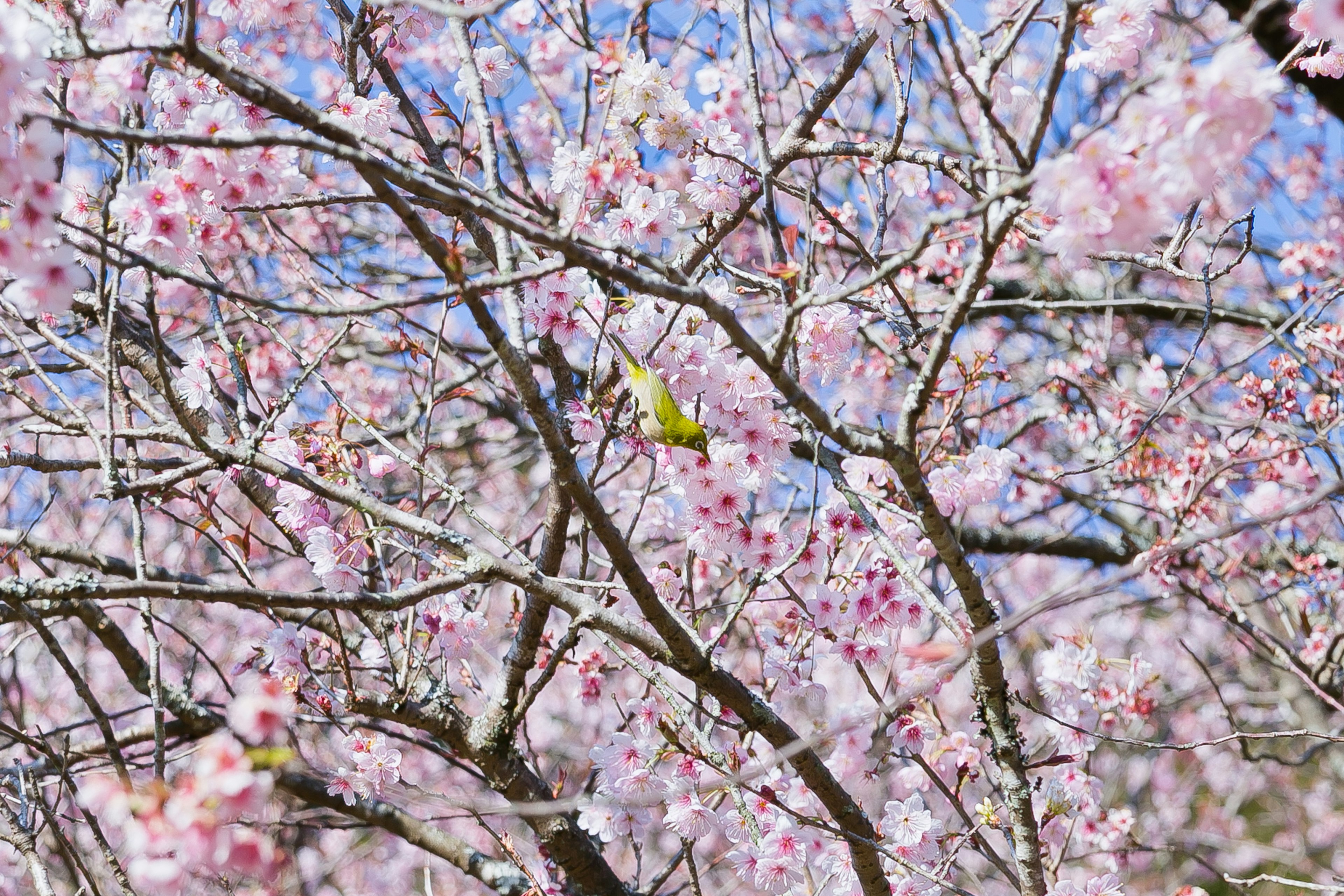 Ramas de un árbol de cerezo en flor con flores rosas contra un cielo azul