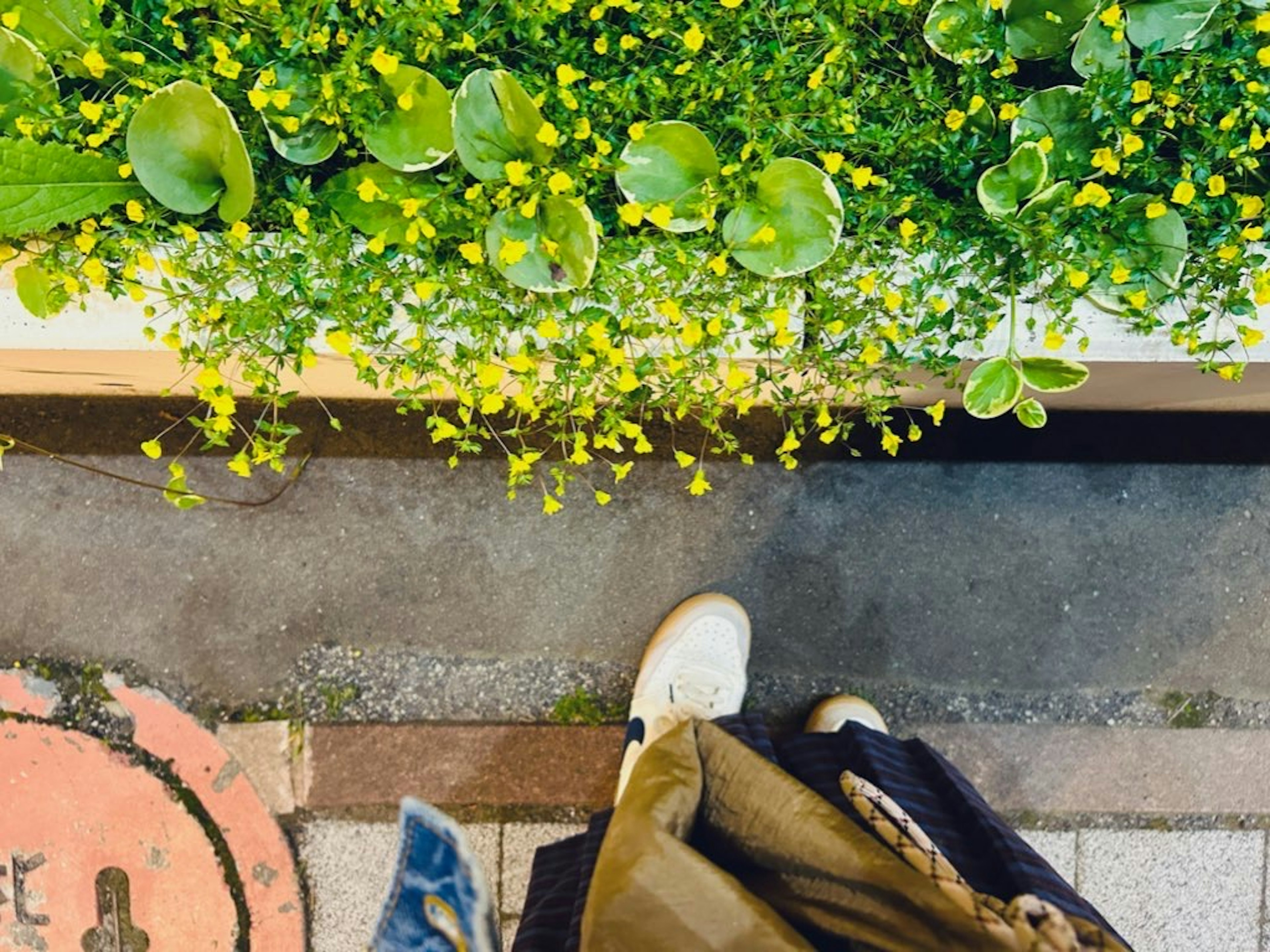 Top-down view of green plants and yellow flowers in a planter with feet visible