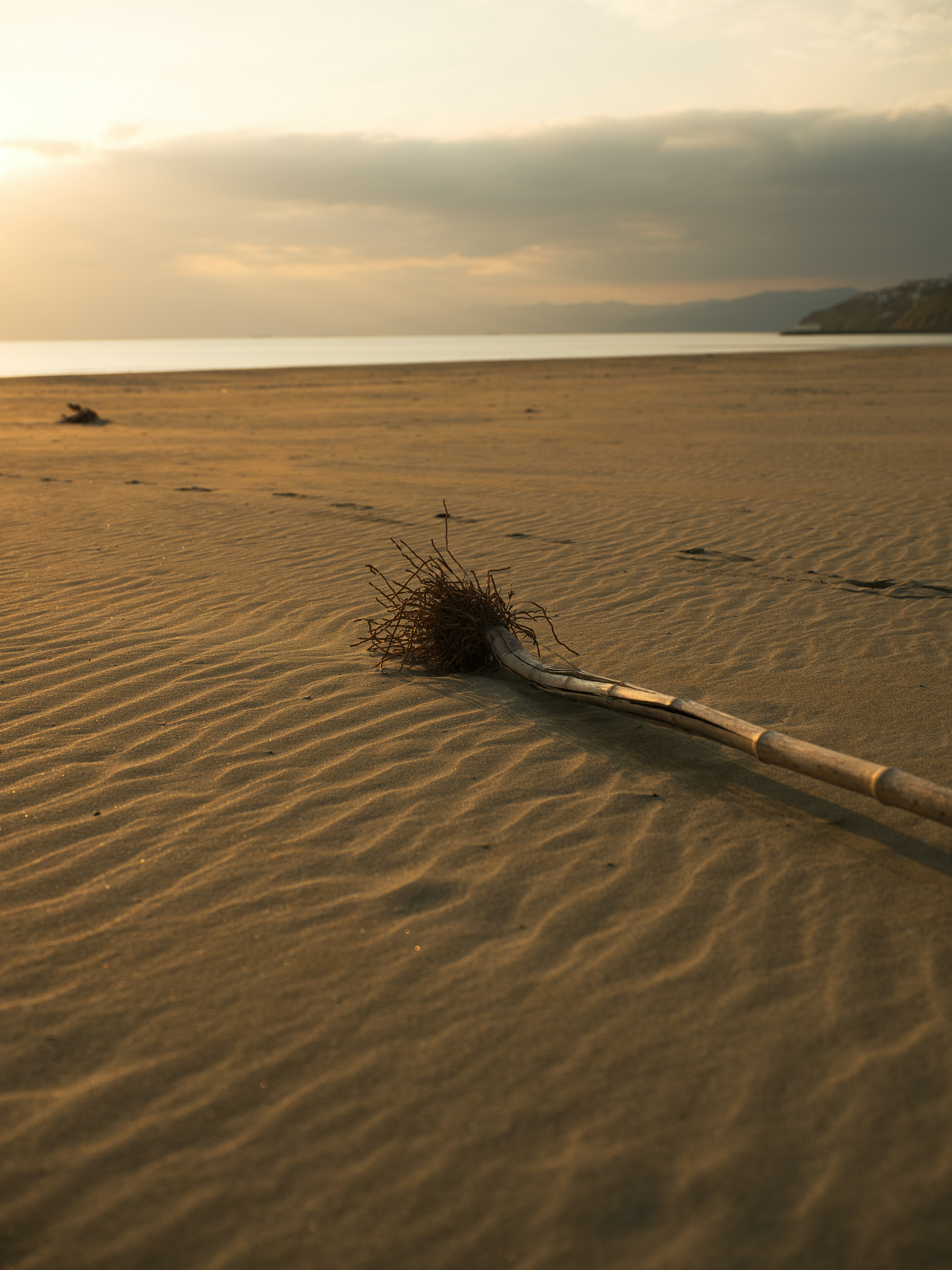 Dried plant lying on sandy beach with rippled sand