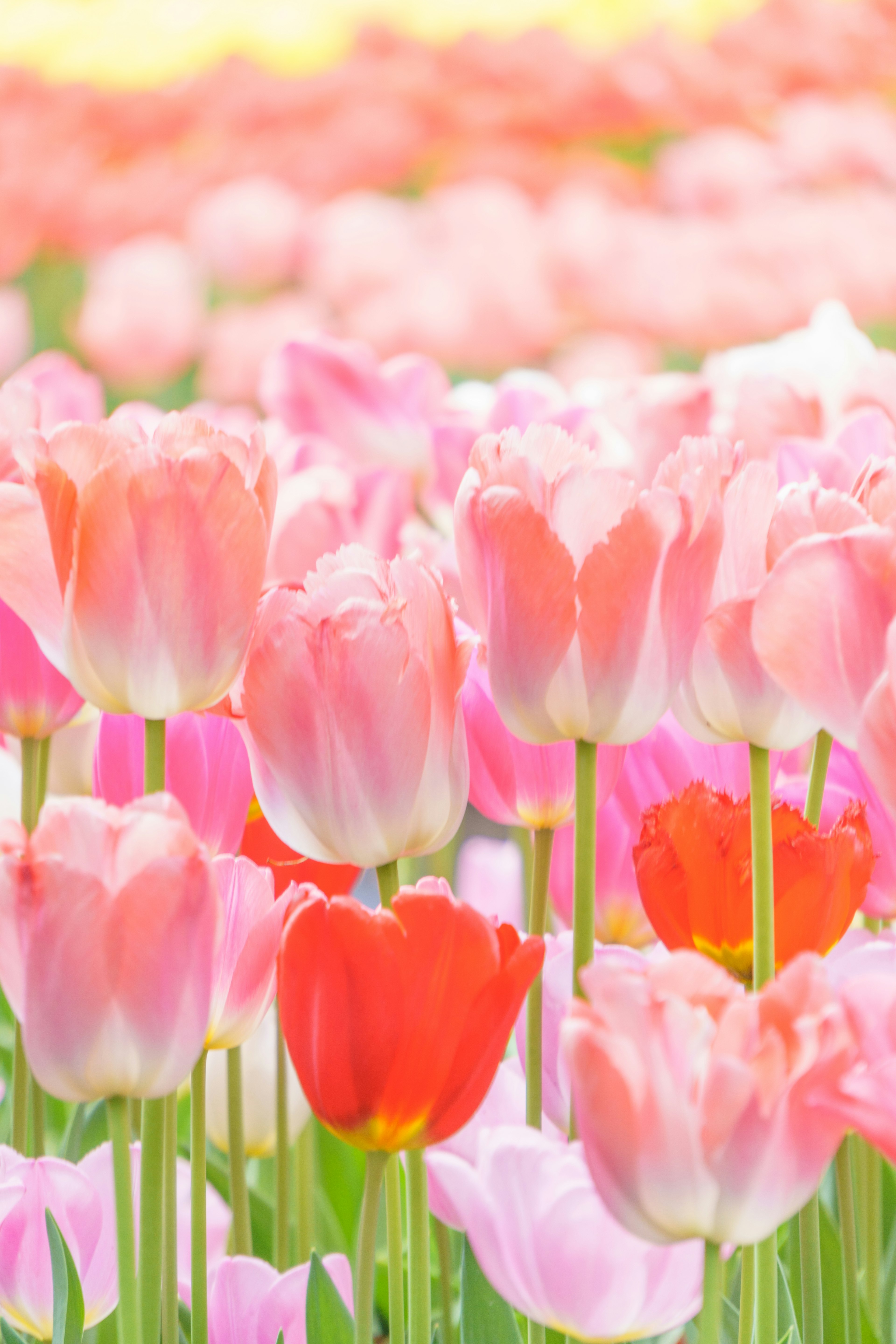 Cánh đồng hoa tulip đầy màu sắc với hoa tulip hồng và đỏ