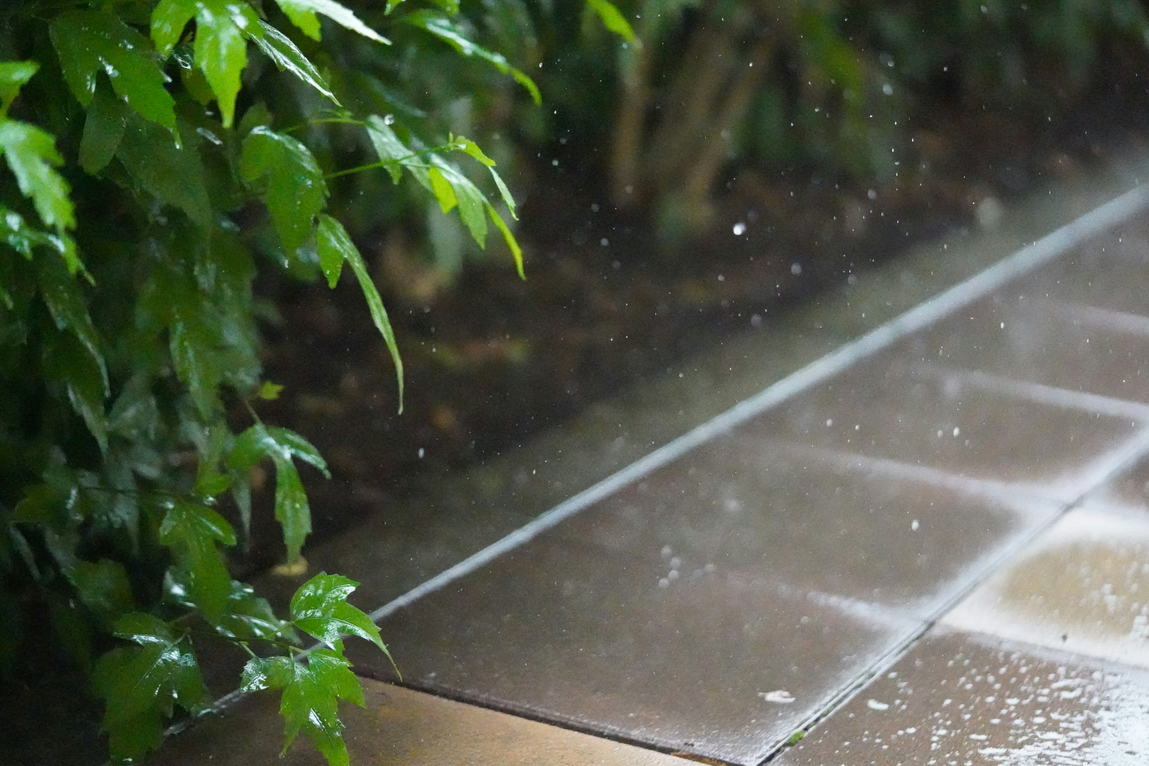 Feuilles vertes et pavé mouillé sous la pluie