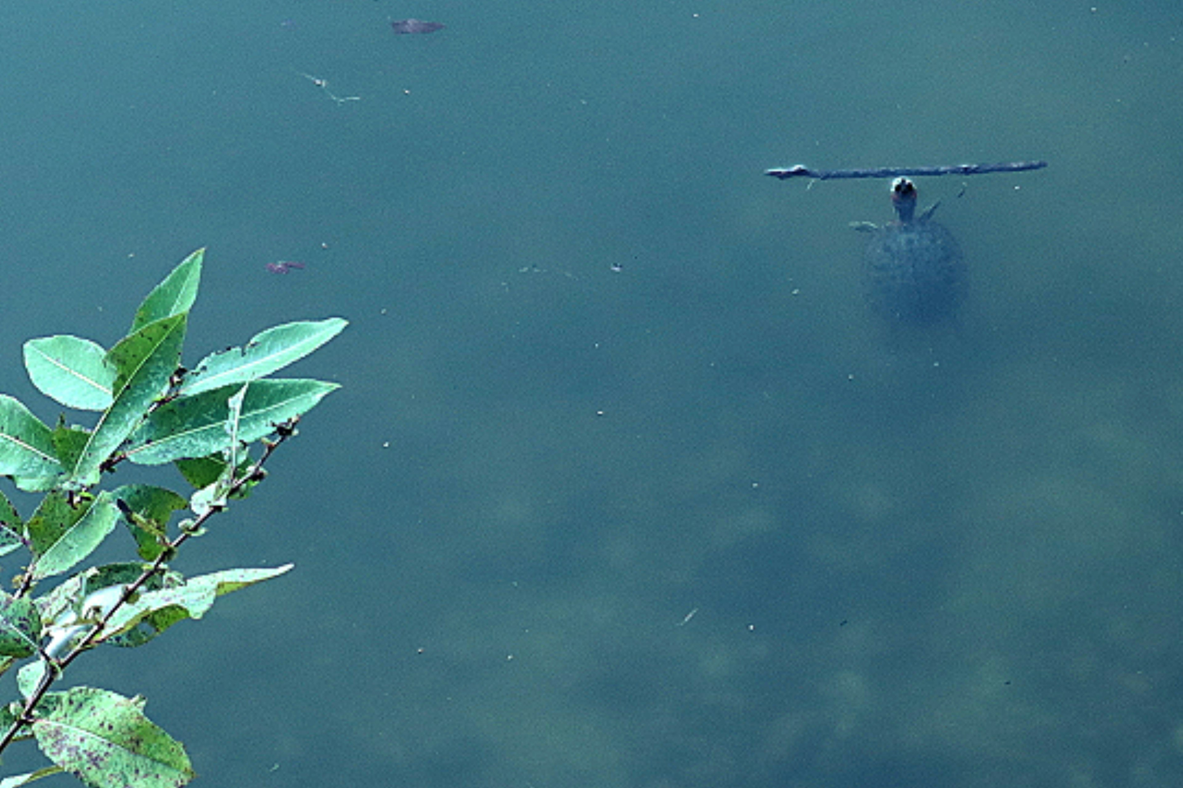 Una escena de estanque tranquilo con una rama flotante y plantas acuáticas visibles en la superficie del agua