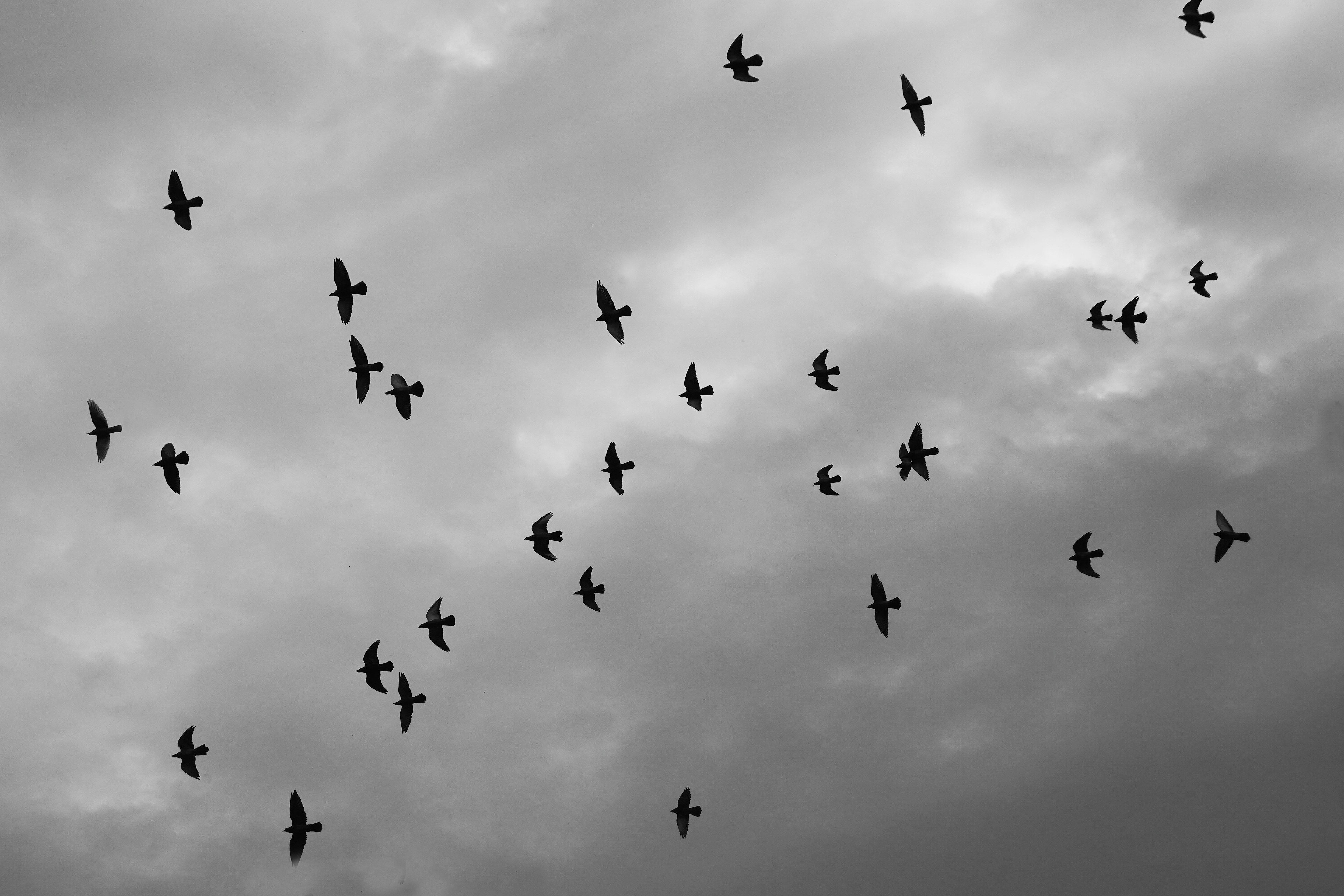 A flock of black birds flying in a gray cloudy sky