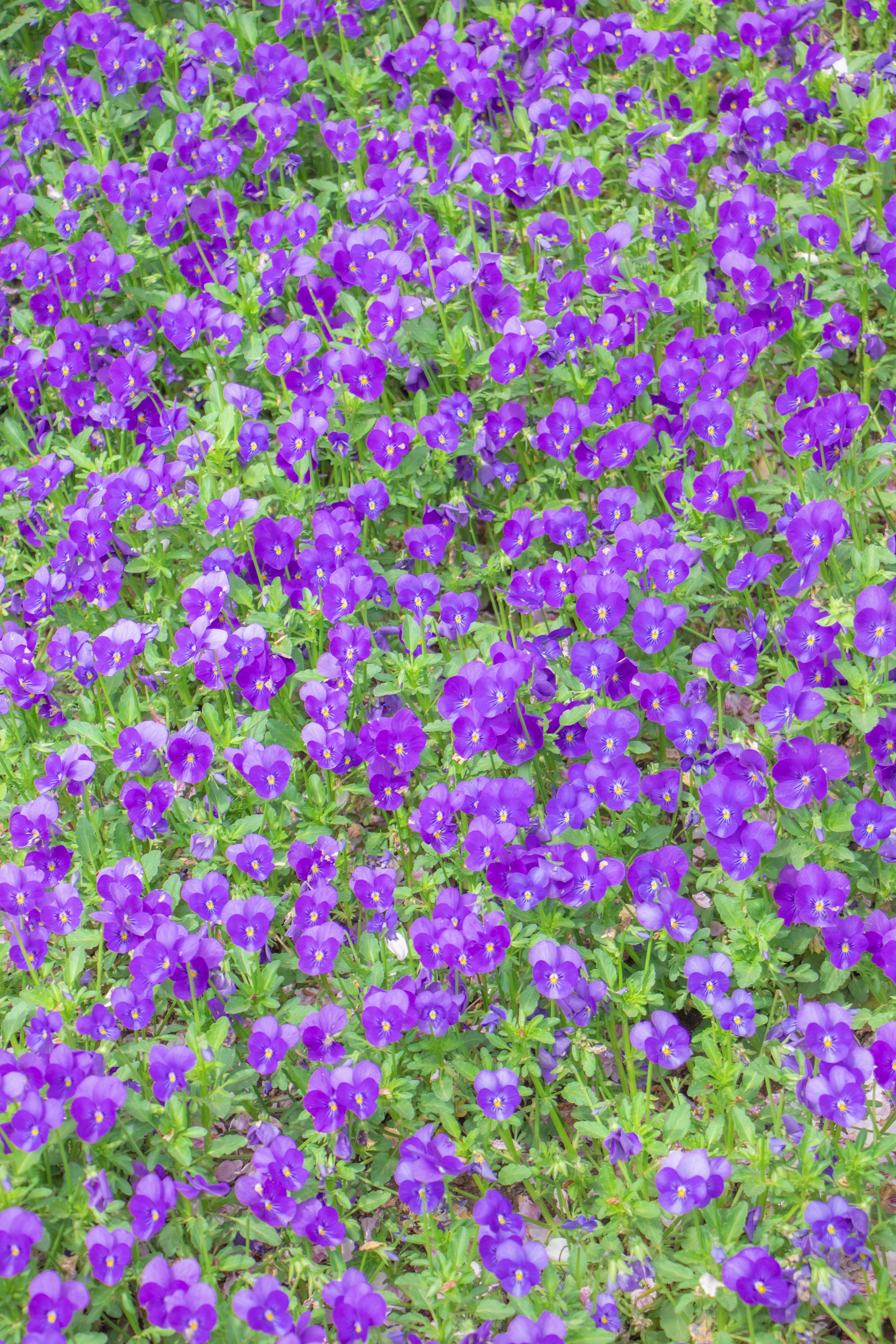 A vibrant field of purple flowers with lush green foliage