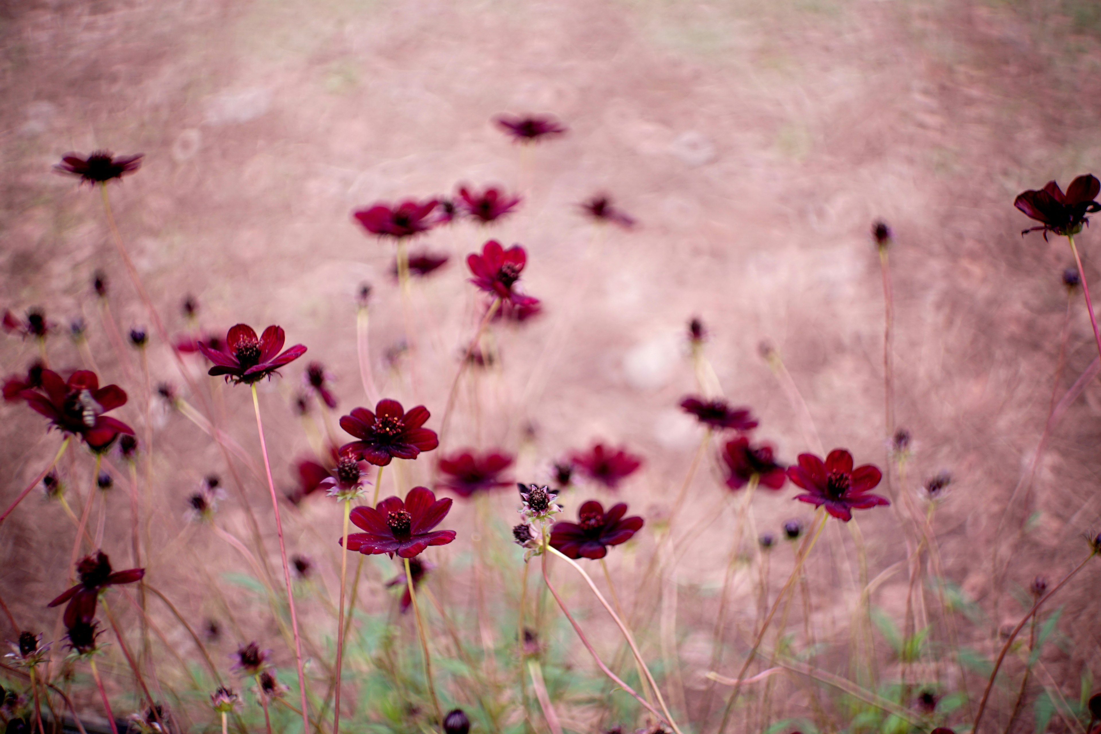 Ein Feld mit dunklen roten Blumen vor einem sanften verschwommenen Hintergrund