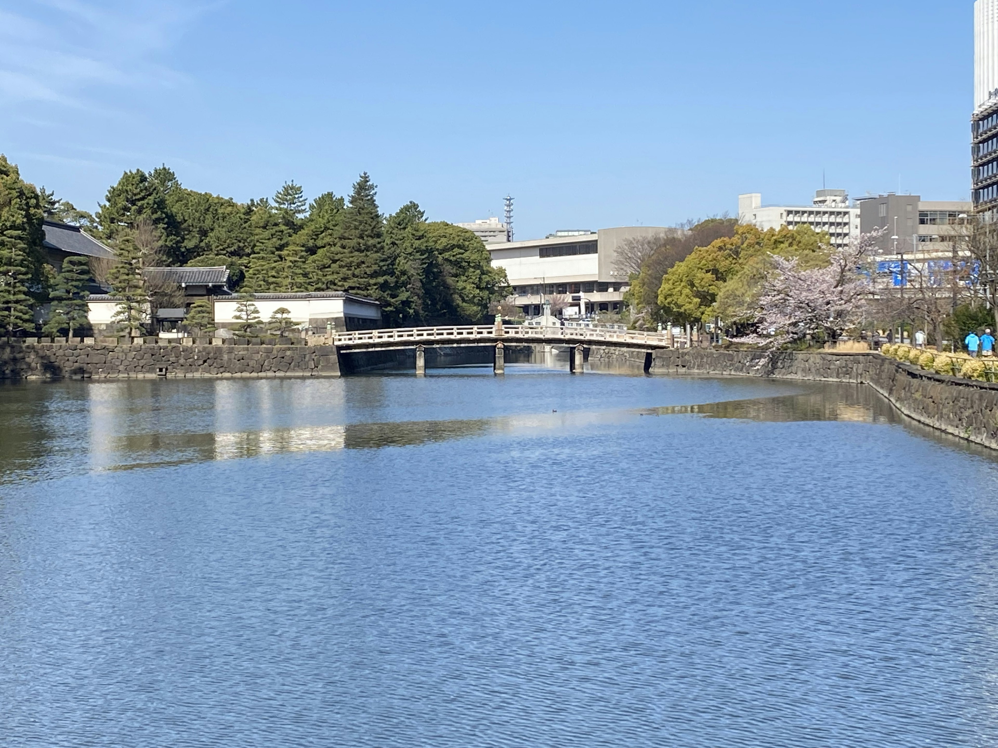 穏やかな水面と桜の木が見える公園の景色