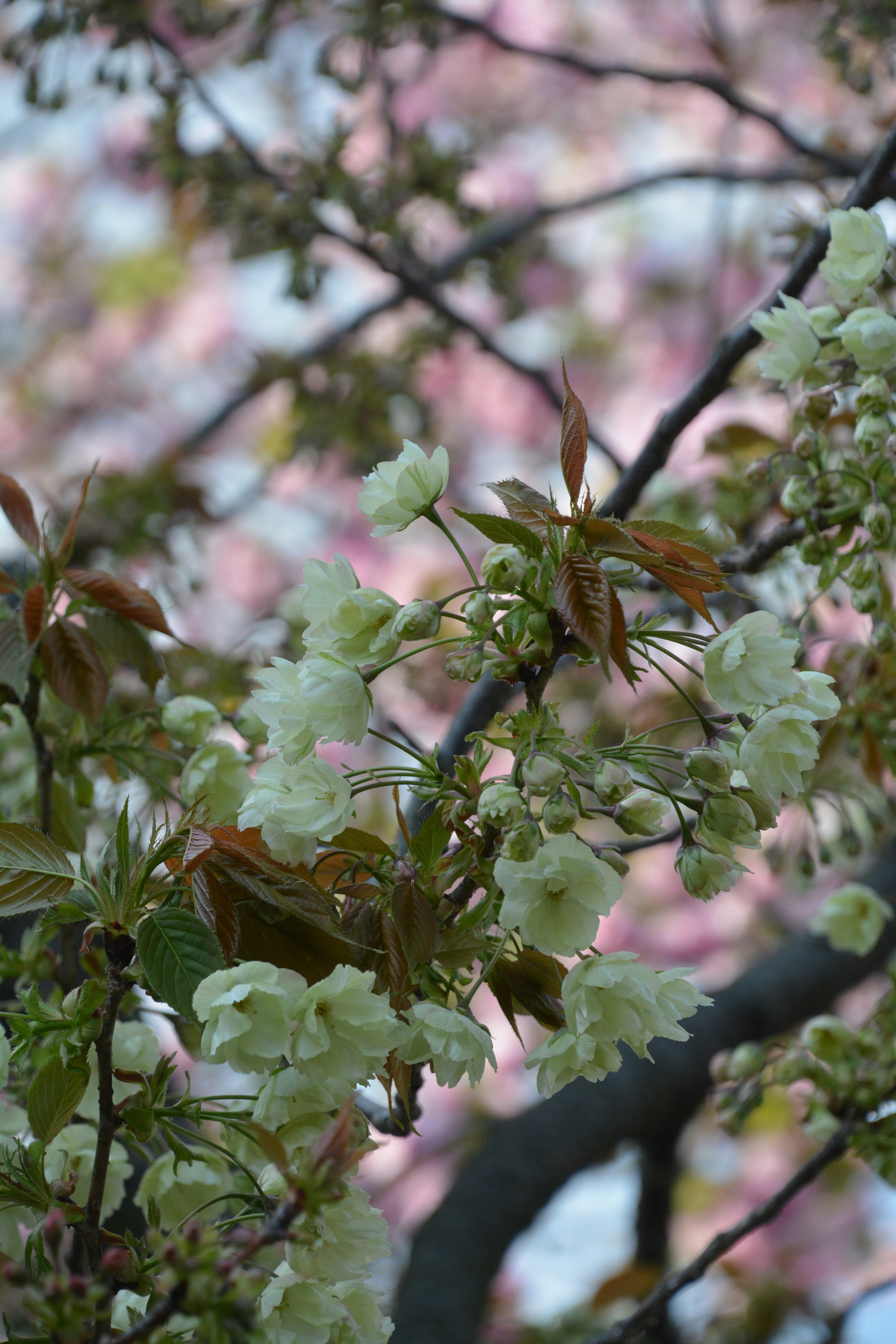 Branche d'un cerisier avec des fleurs blanches et des feuilles vertes