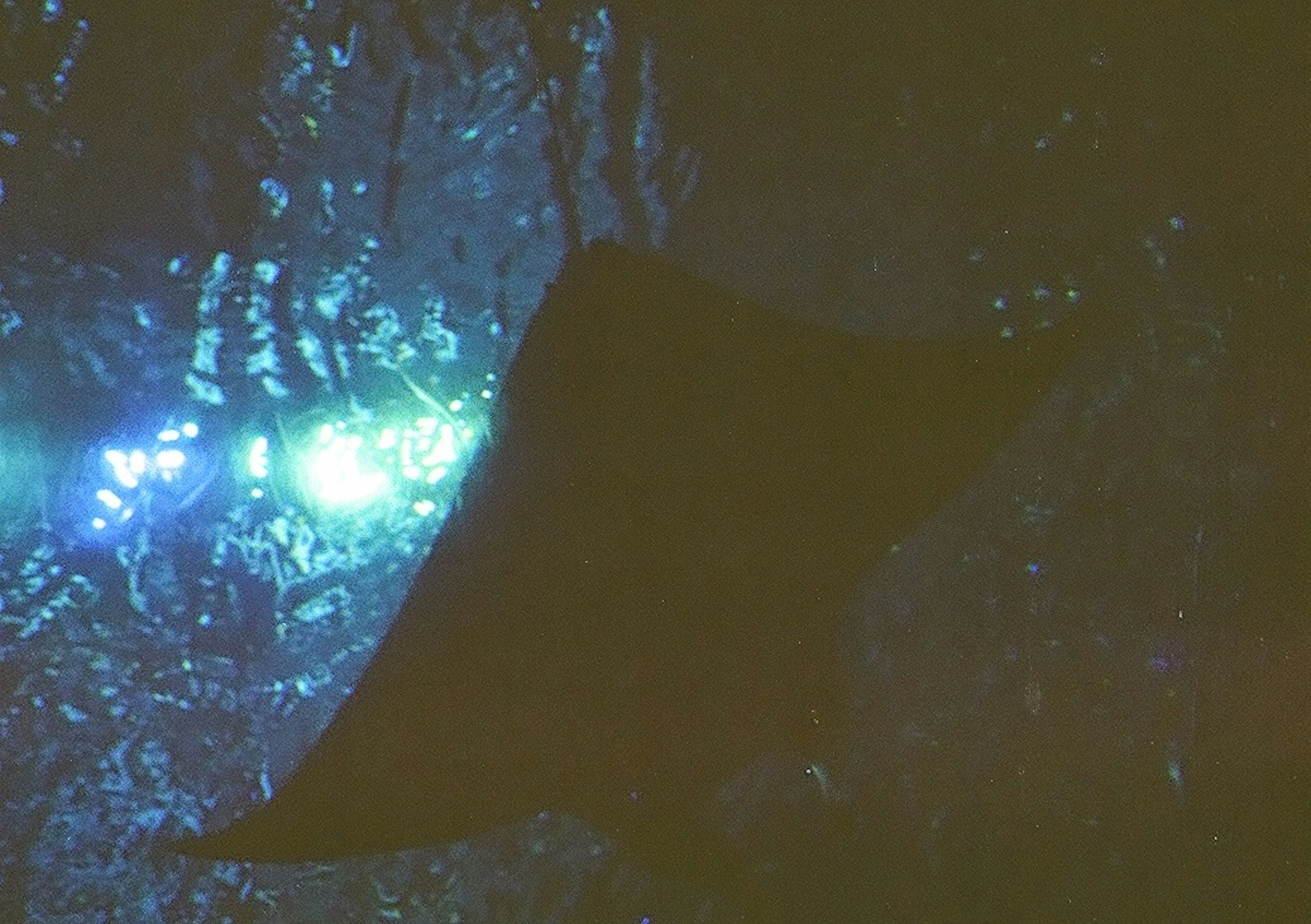 Silueta de una raya nadando bajo el agua con fondo azul