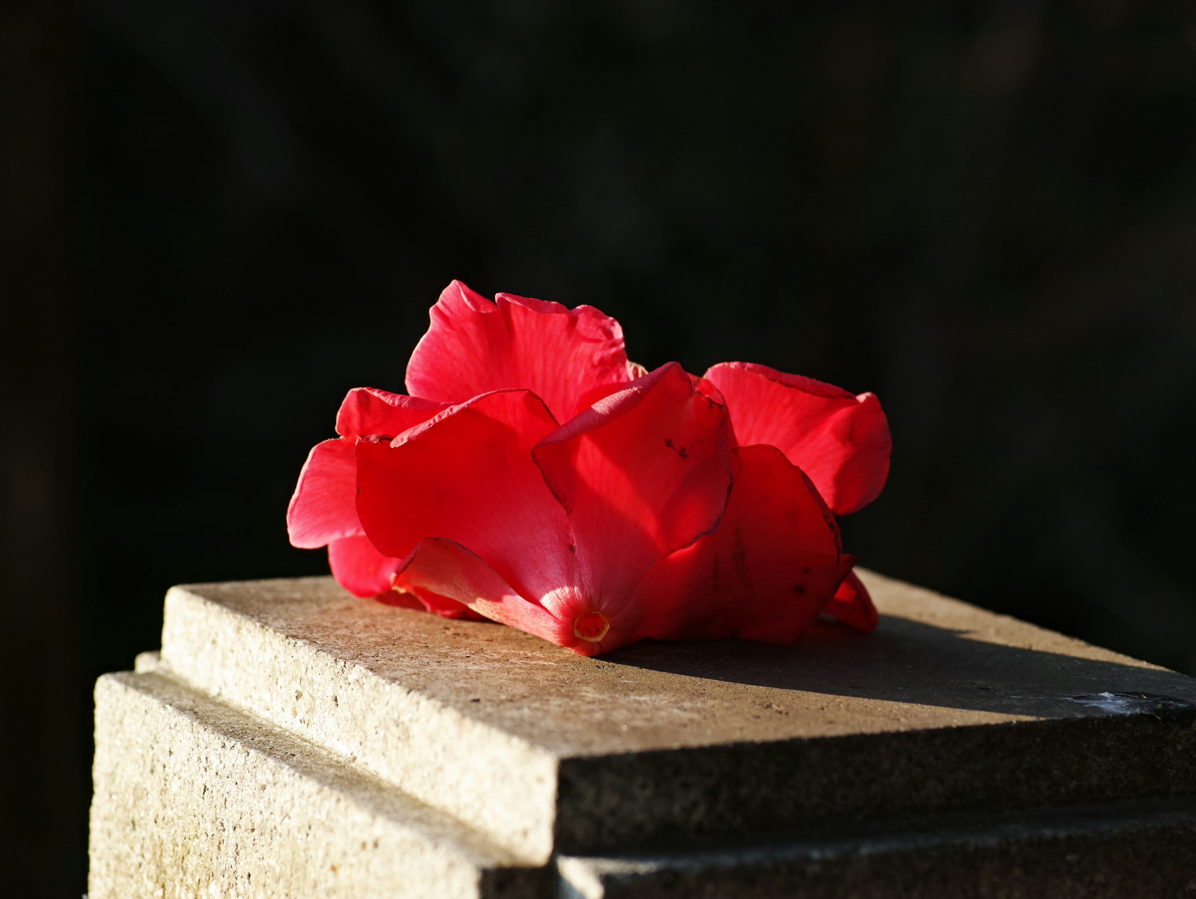 紅色花瓣放在石頭表面上