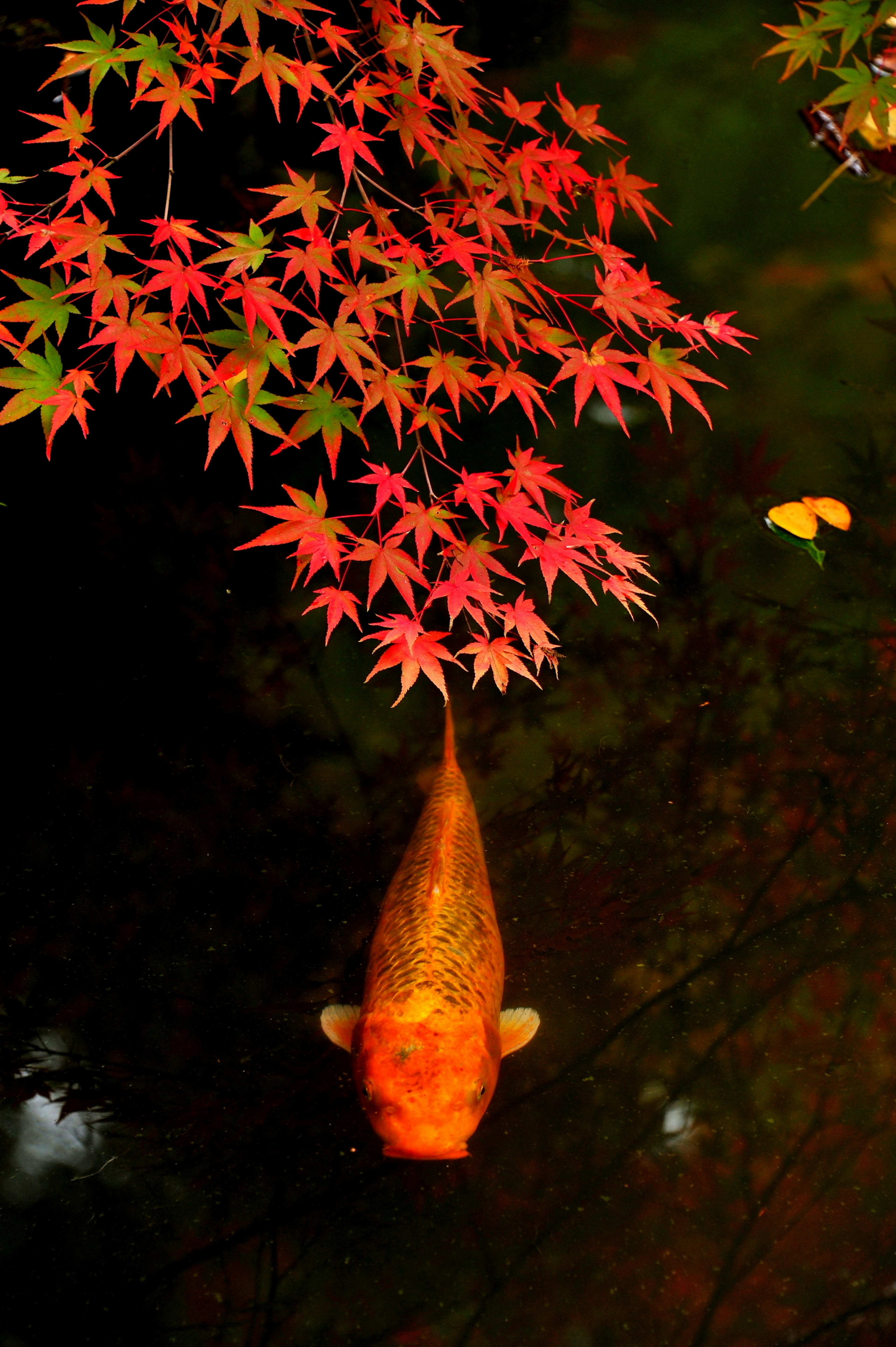 Golden koi fish swimming under vibrant red maple leaves