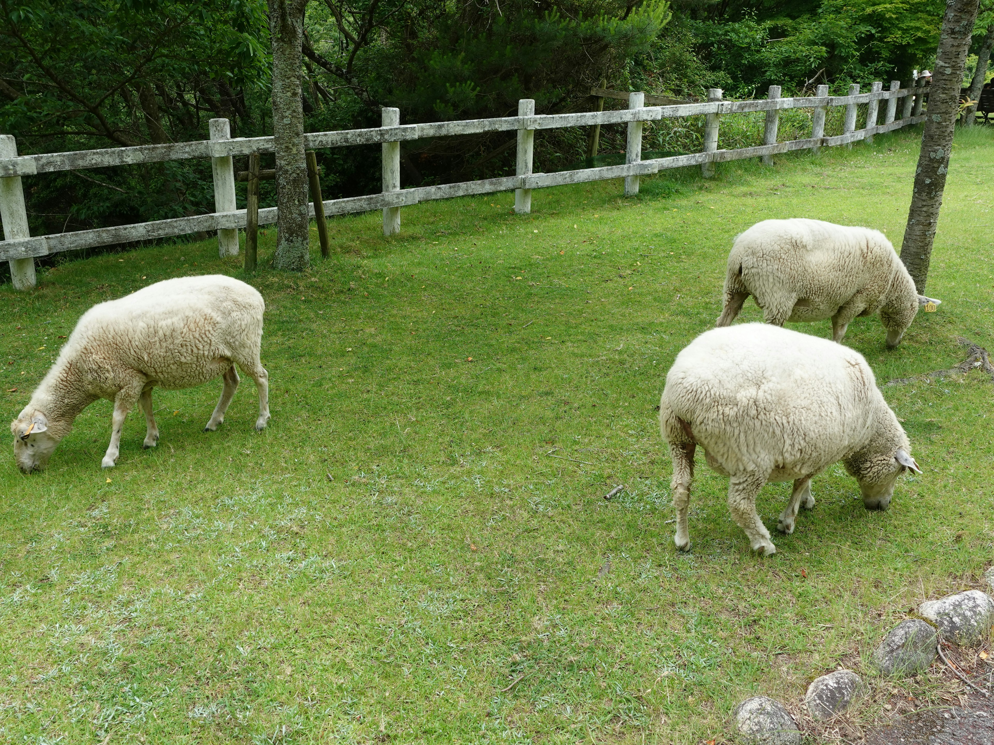 Sheep grazing on green grass with a white fence in the background