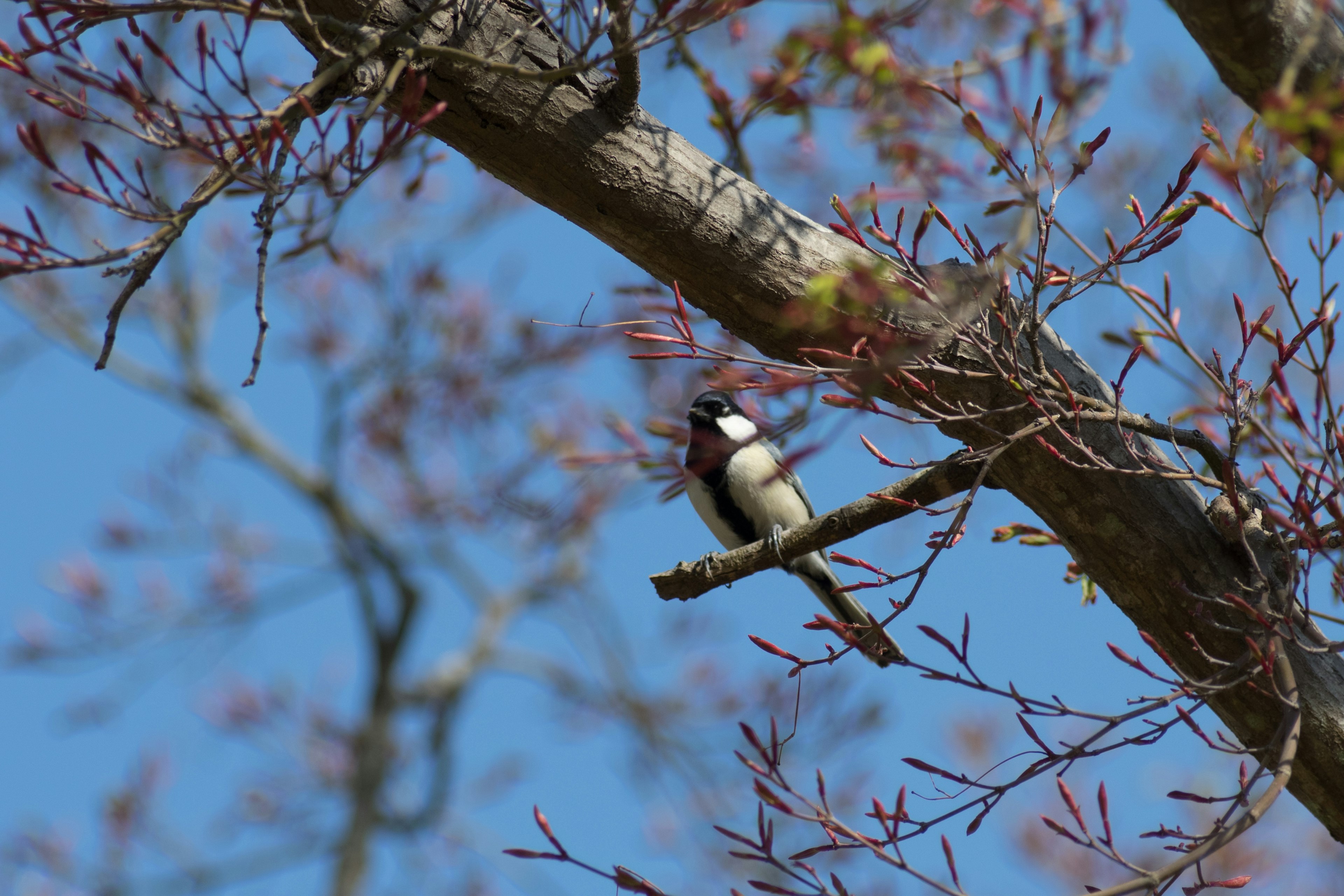 Ein Vogel sitzt auf einem Ast unter einem blauen Himmel