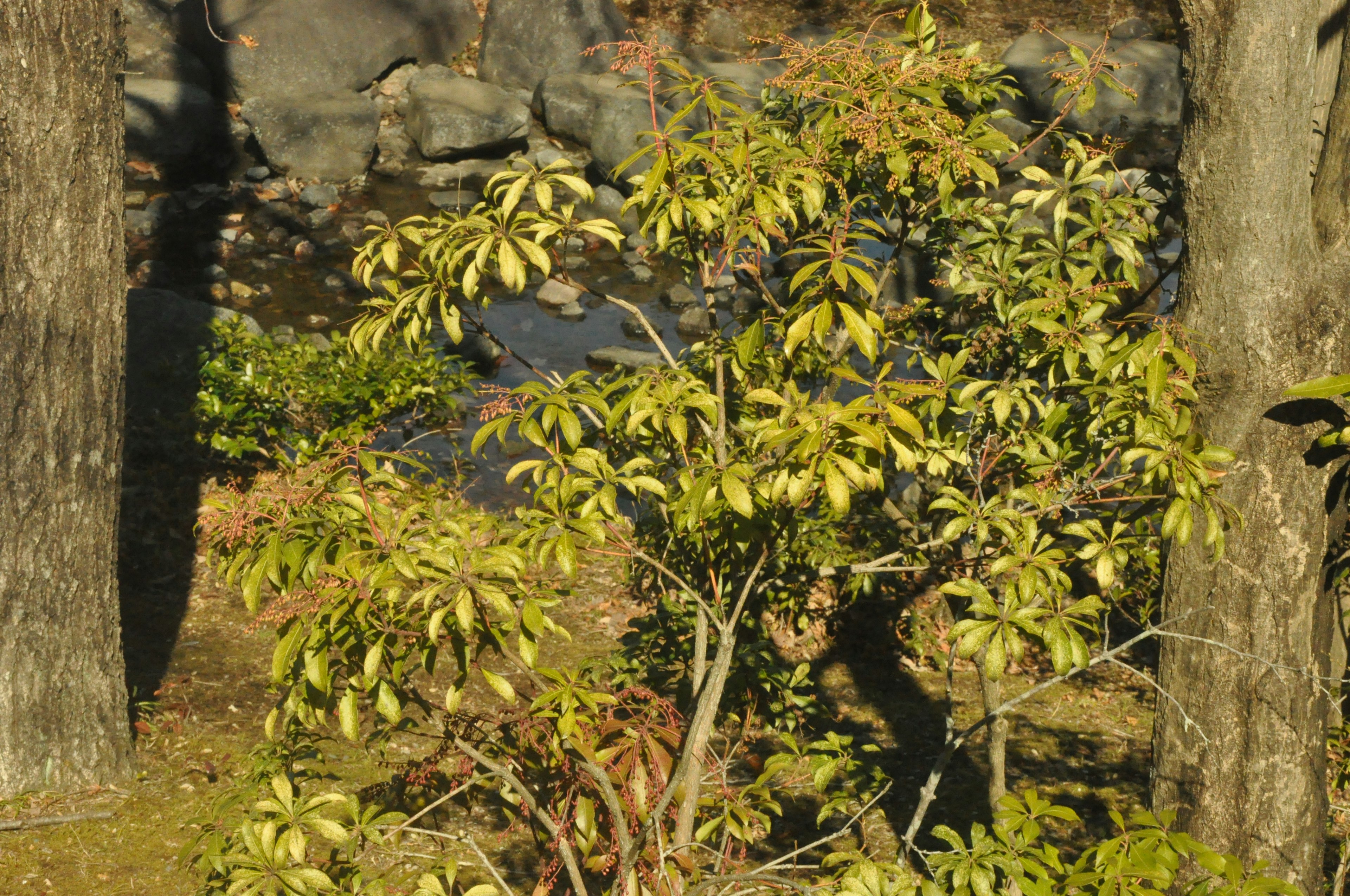 Paisaje con árboles de hojas verdes y una pequeña fuente de agua