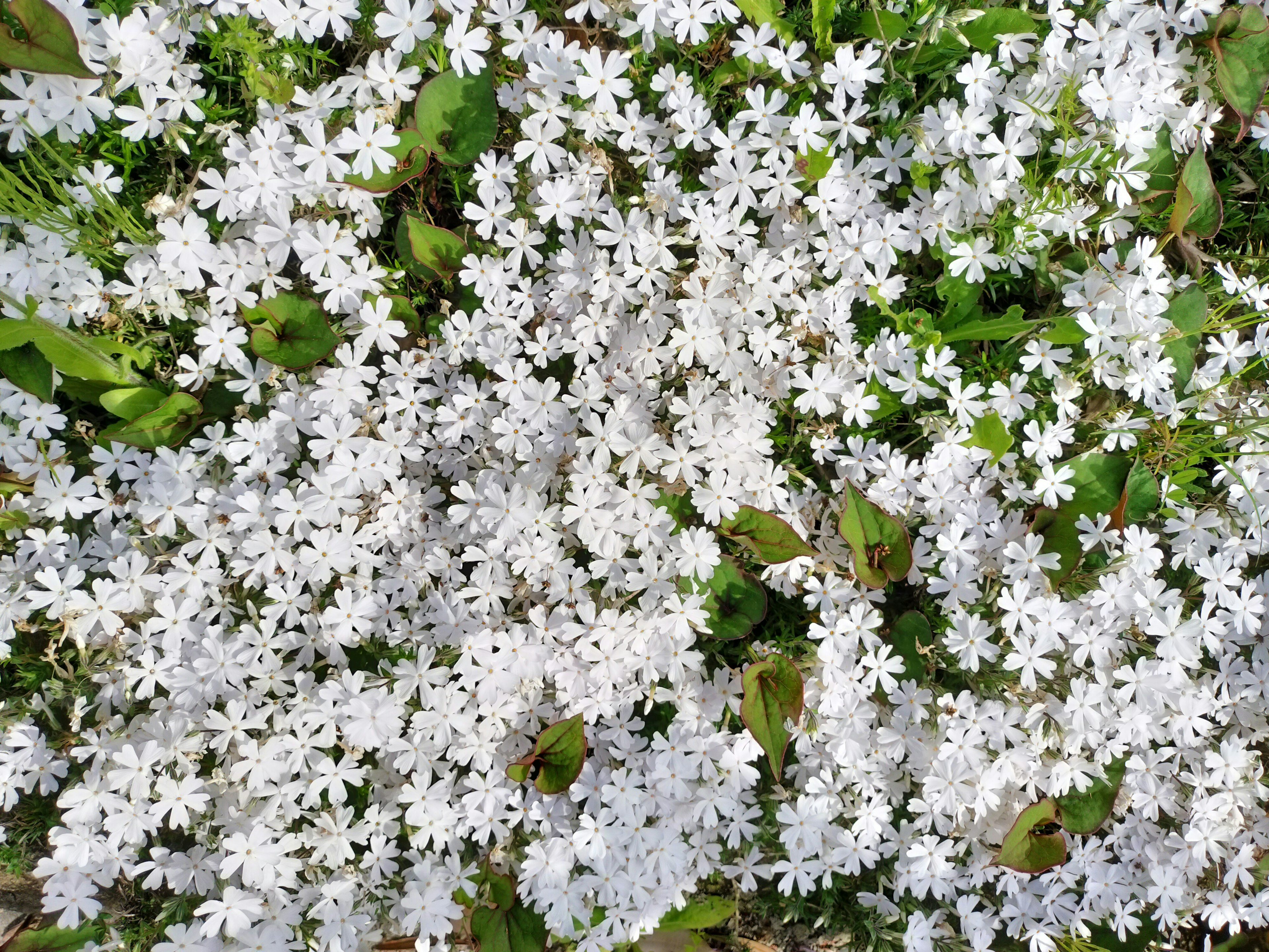 A field of white flowers blooming among green leaves