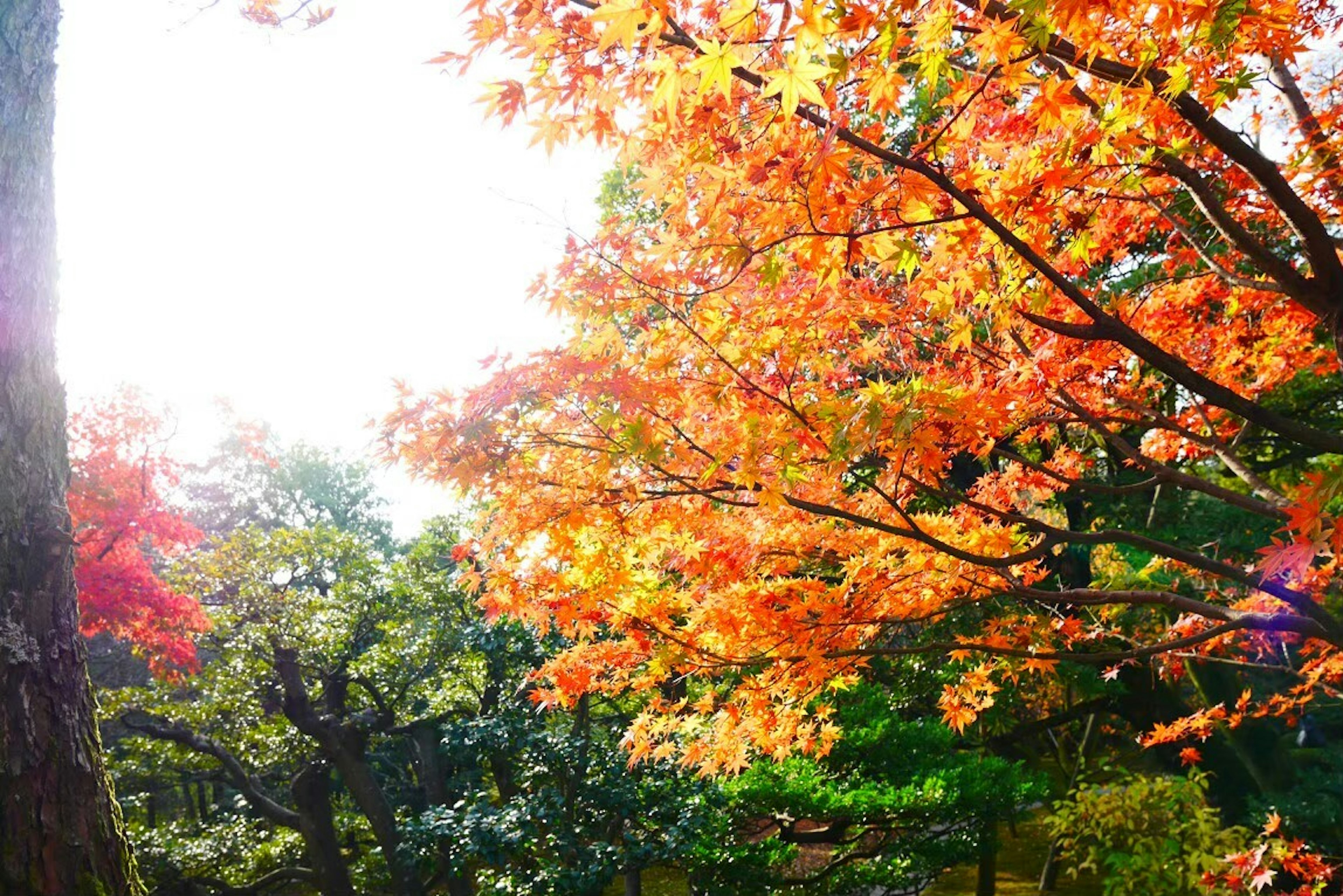 화려한 가을 단풍과 햇빛이 비치는 나무들