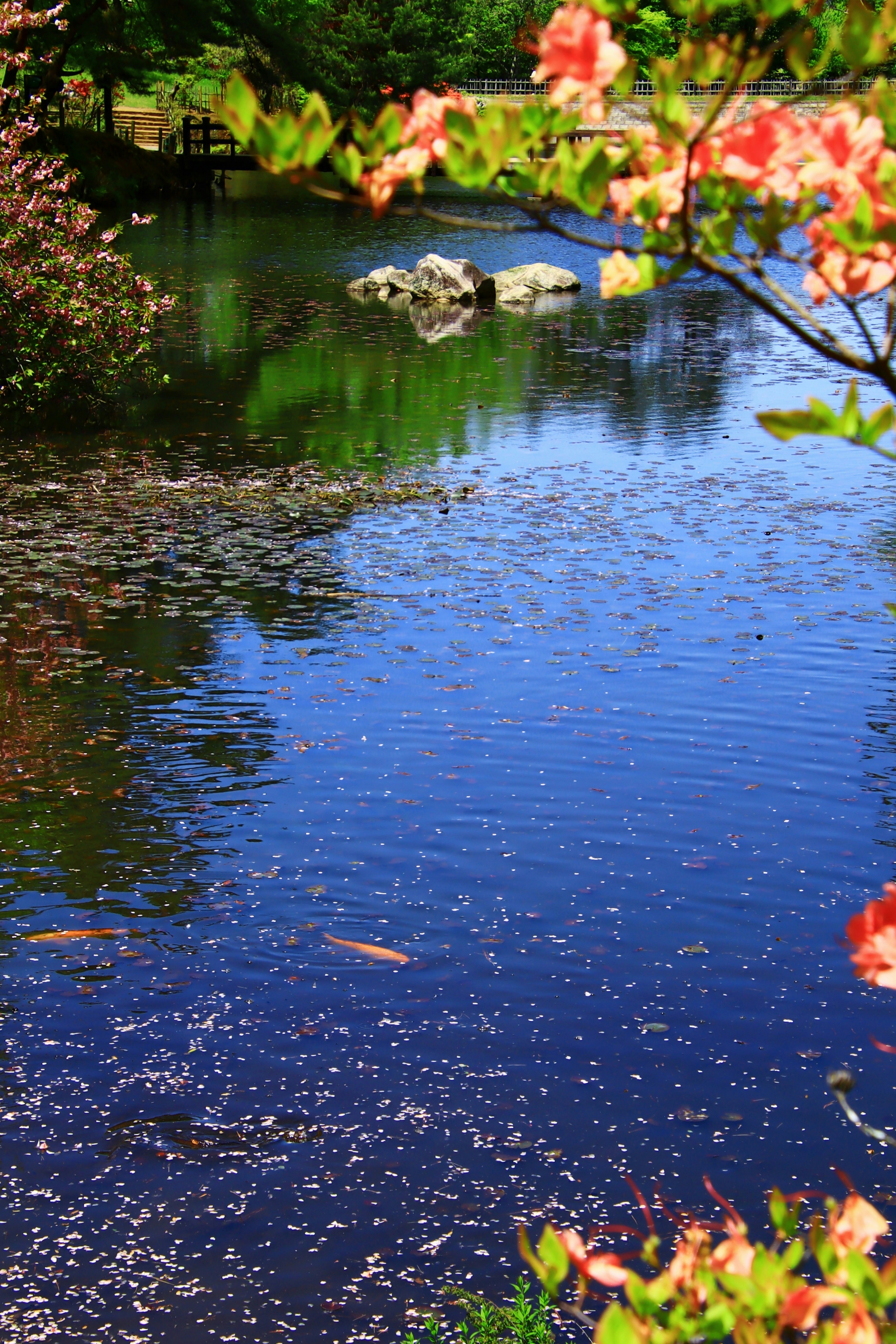 Serene pond with rocks and colorful flower branches