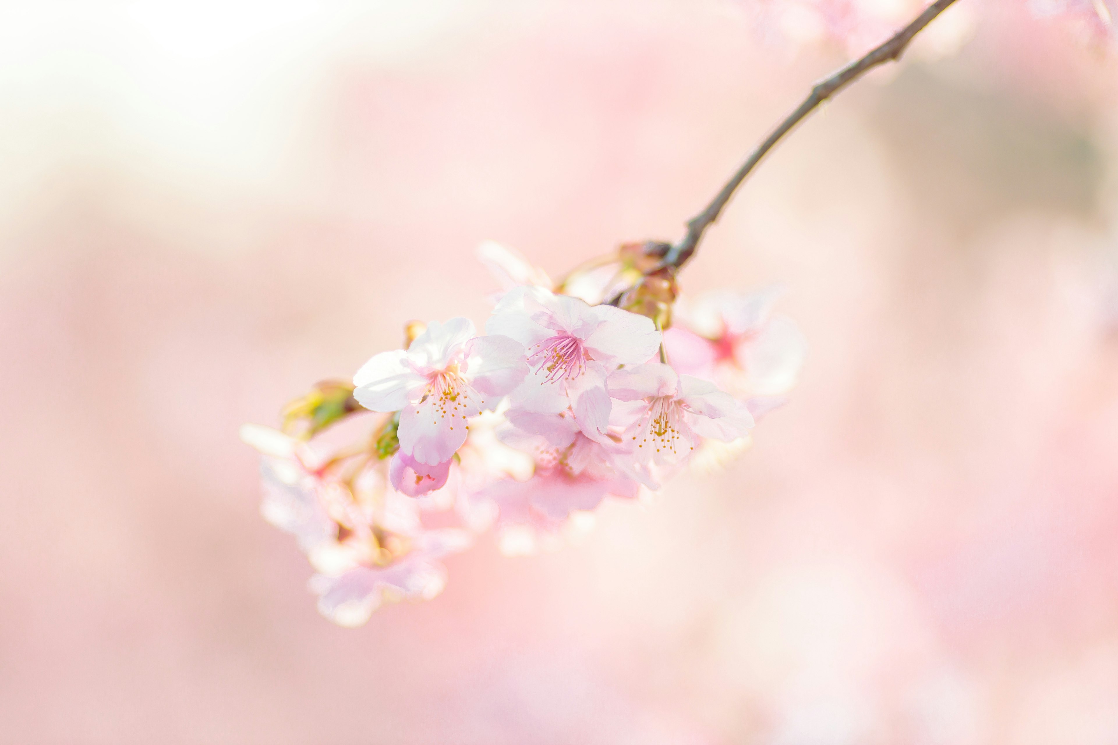 Bunga sakura mekar dengan latar belakang pink lembut