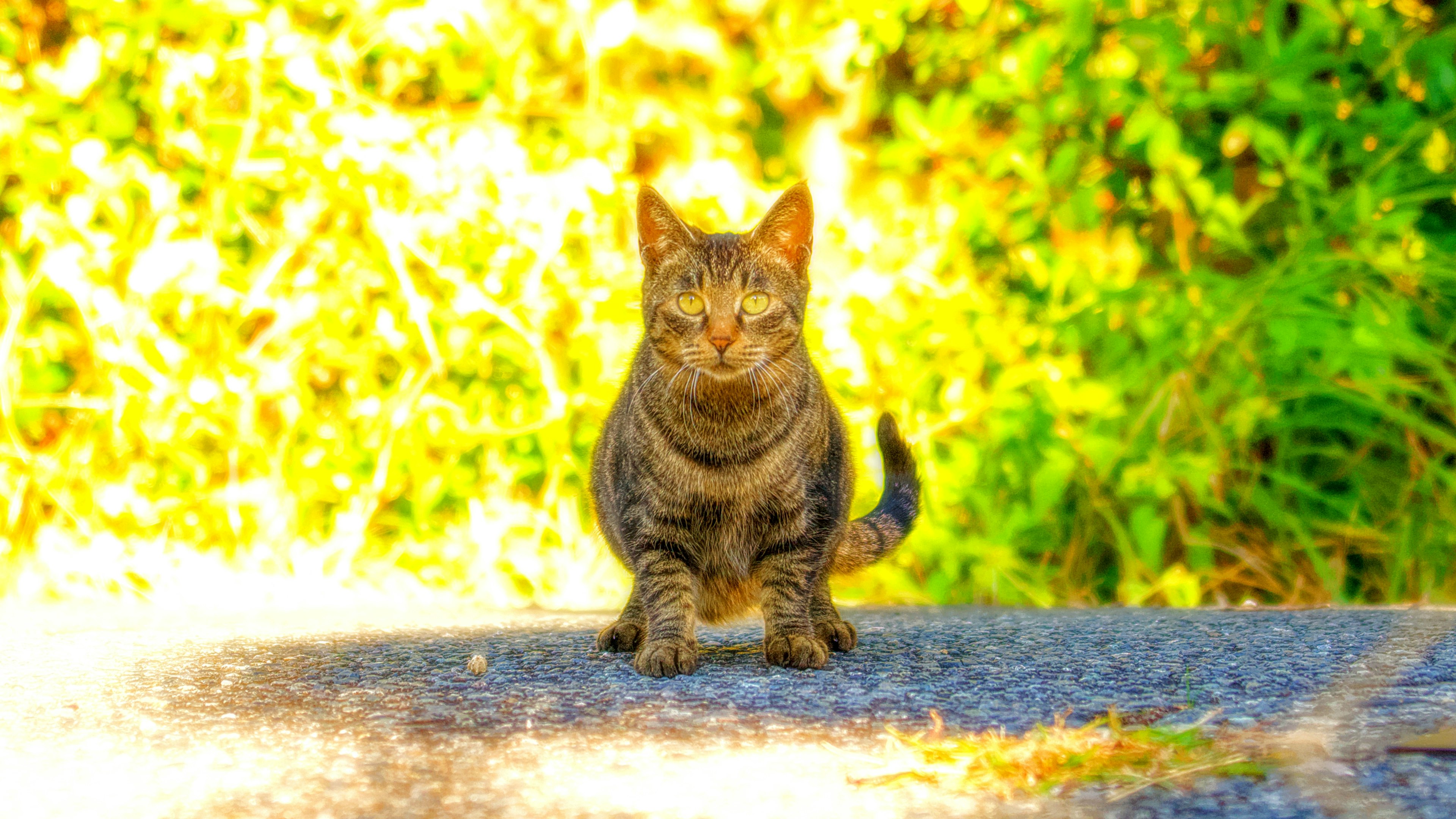 Katze, die auf einem Weg mit hellem Hintergrund läuft