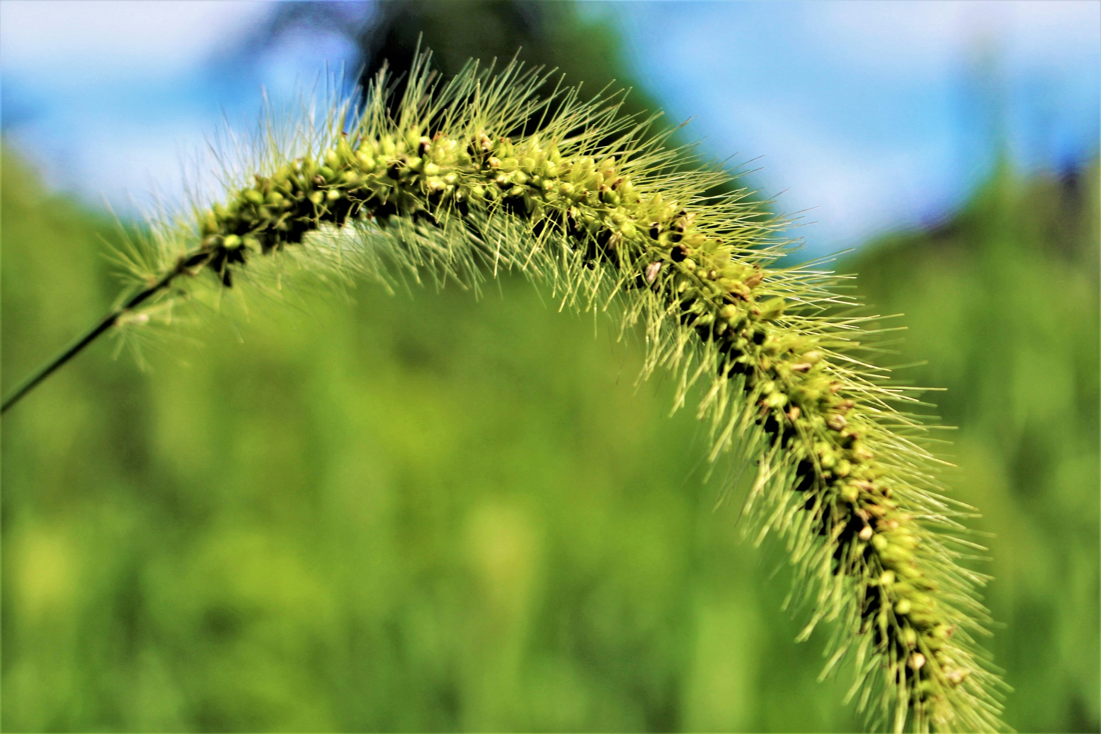 緑色の穂を持つ草のクローズアップ写真