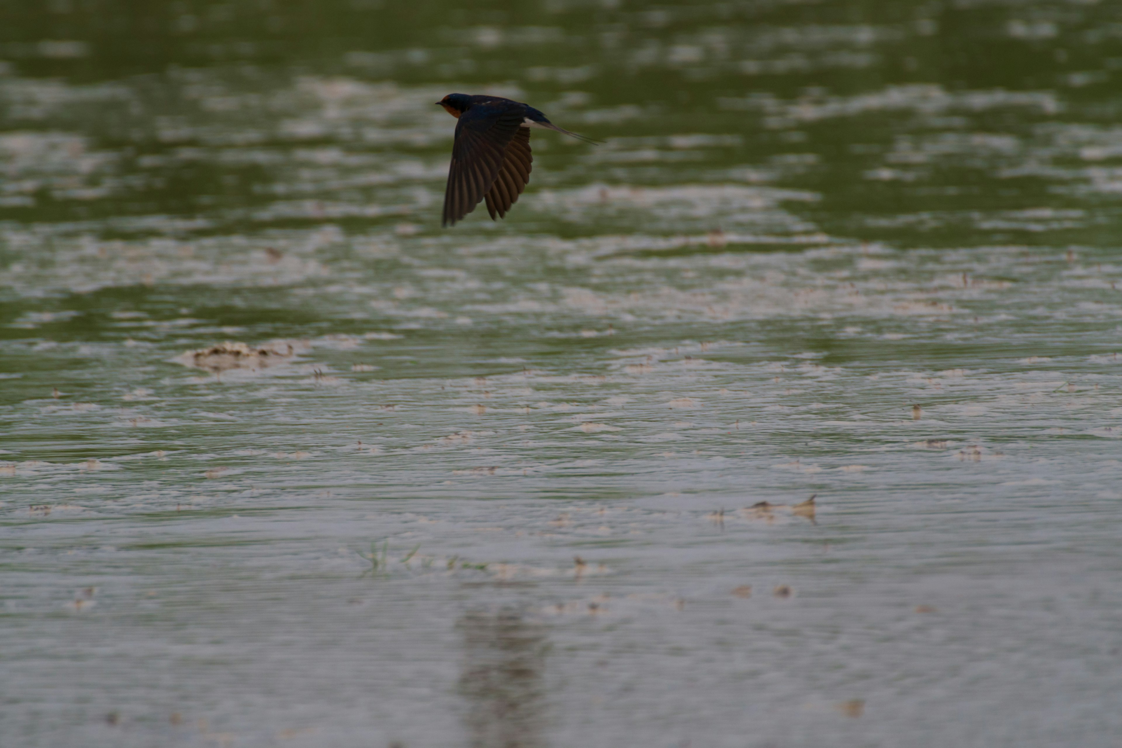 Silhouette of a bird flying over the water's surface